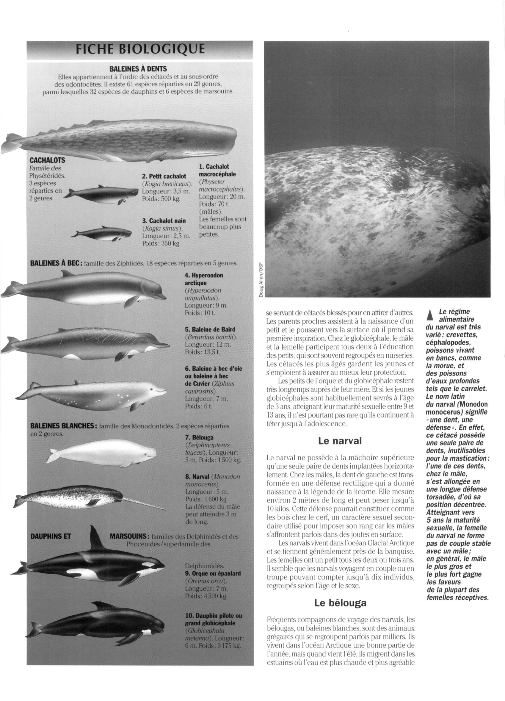 Prévisualisation du document Les Baleines à dents