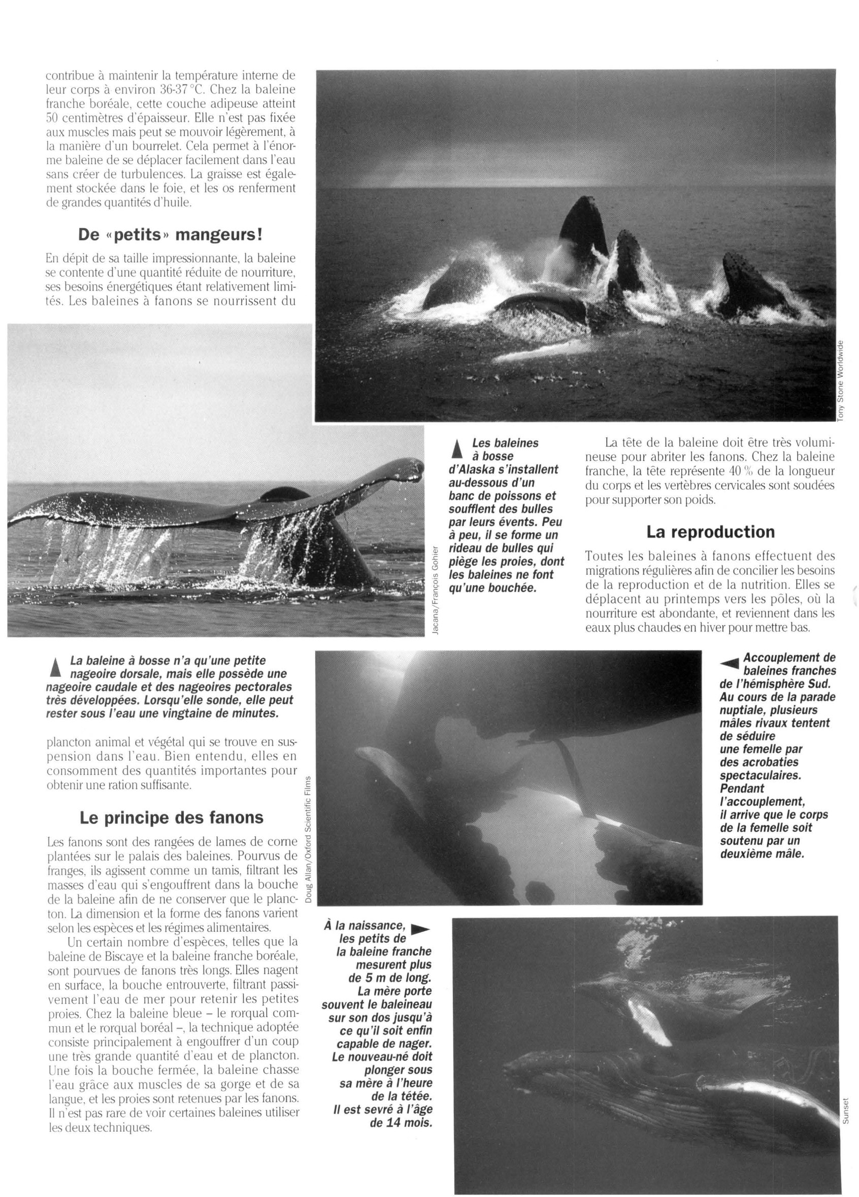 Prévisualisation du document Les Baleines à fanons