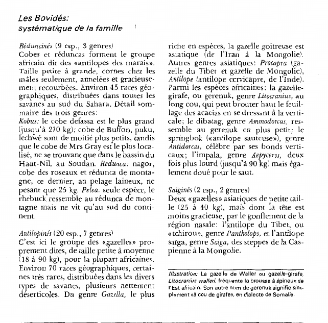 Prévisualisation du document Les Bovidés:systématique de la famille.