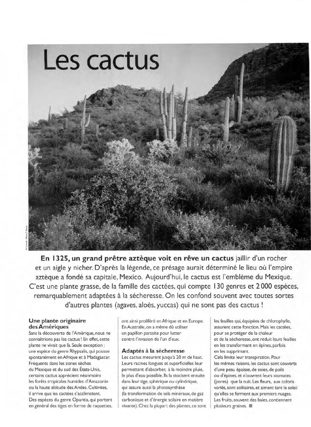 Prévisualisation du document Les cactus