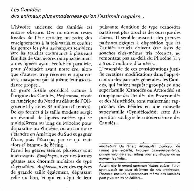 Prévisualisation du document Les Canidés:des animaux plus «modernes» qu'on l'estimait naguère.