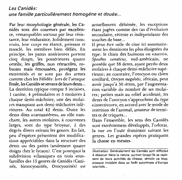 Prévisualisation du document Les Canidés:une famille particulièrement homogène et douée.