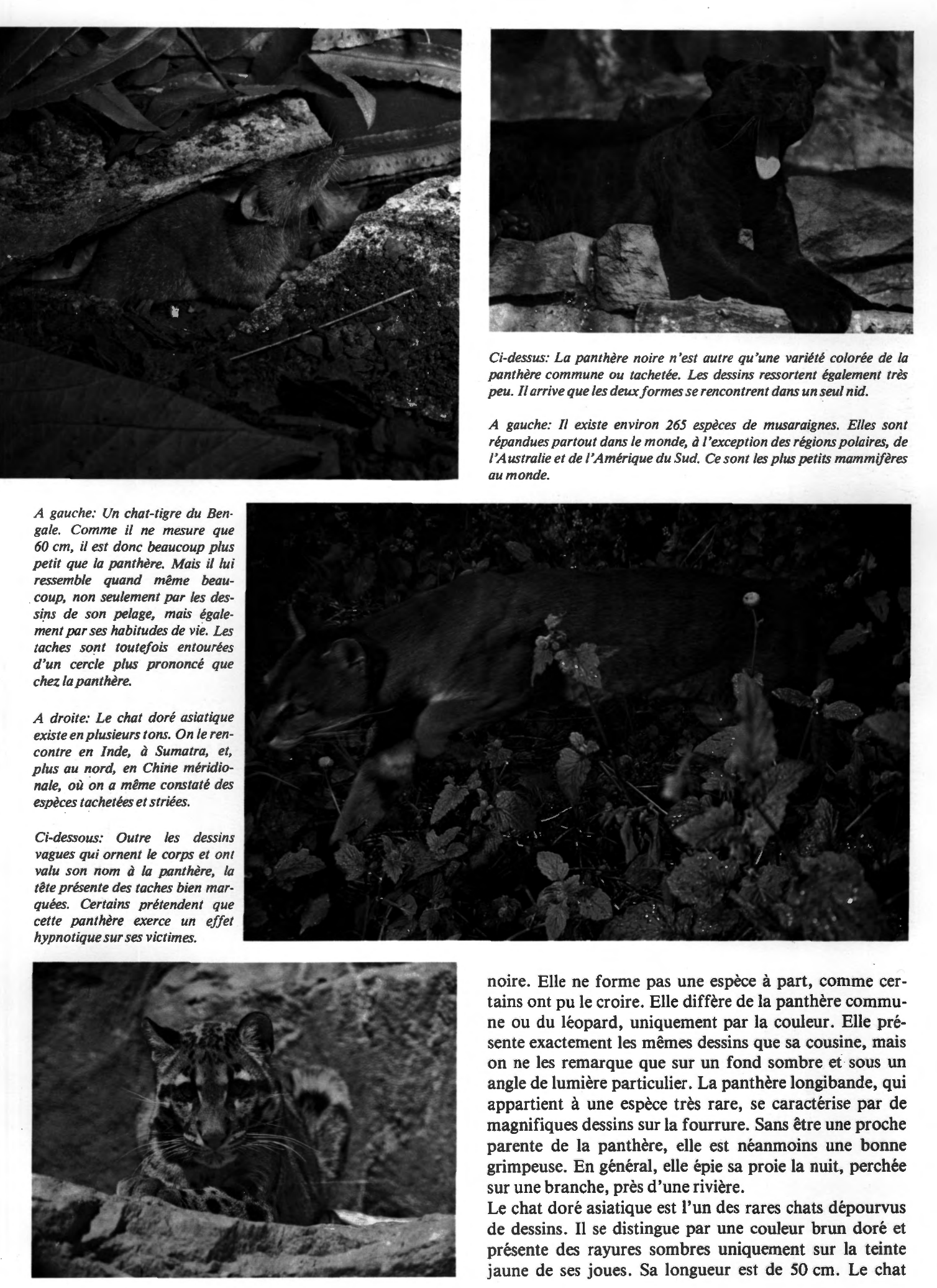 Prévisualisation du document Les carnassiers des forêts indochinoises