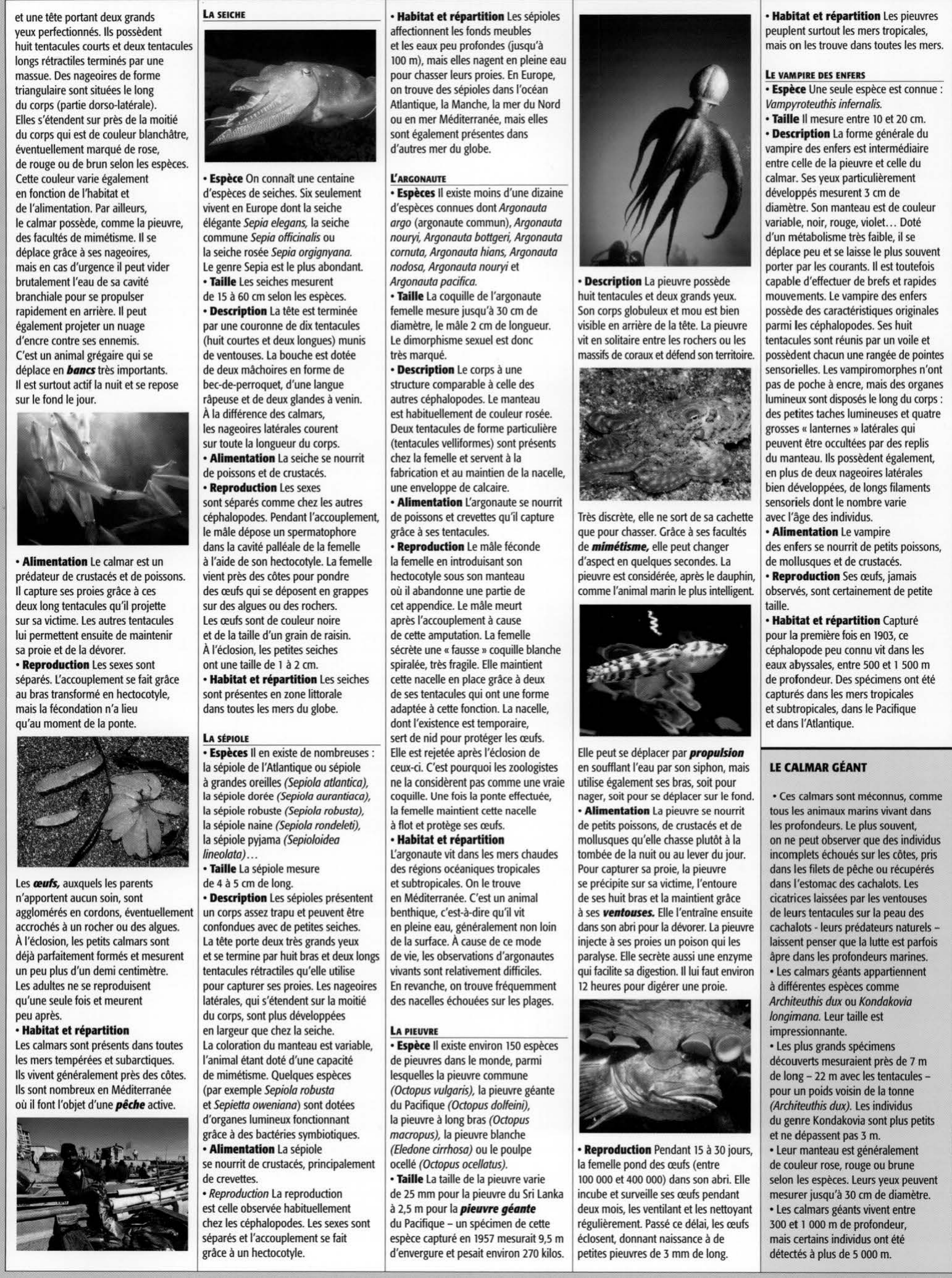 Prévisualisation du document Les céphalopodes