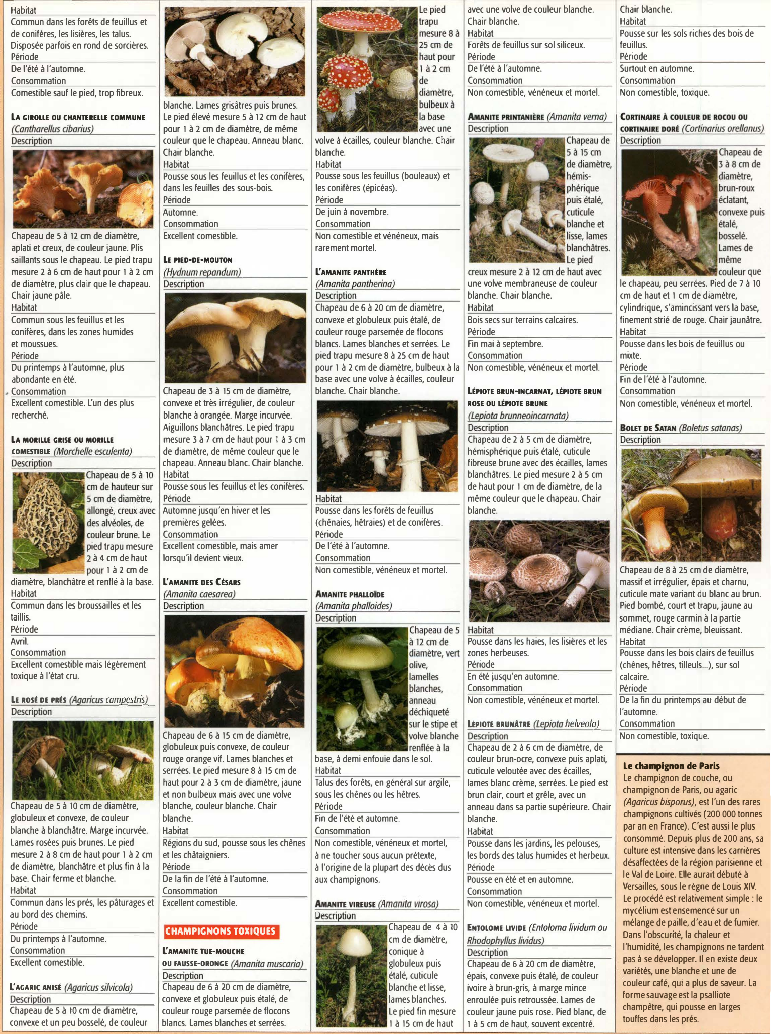 Prévisualisation du document Les champignons comestibles