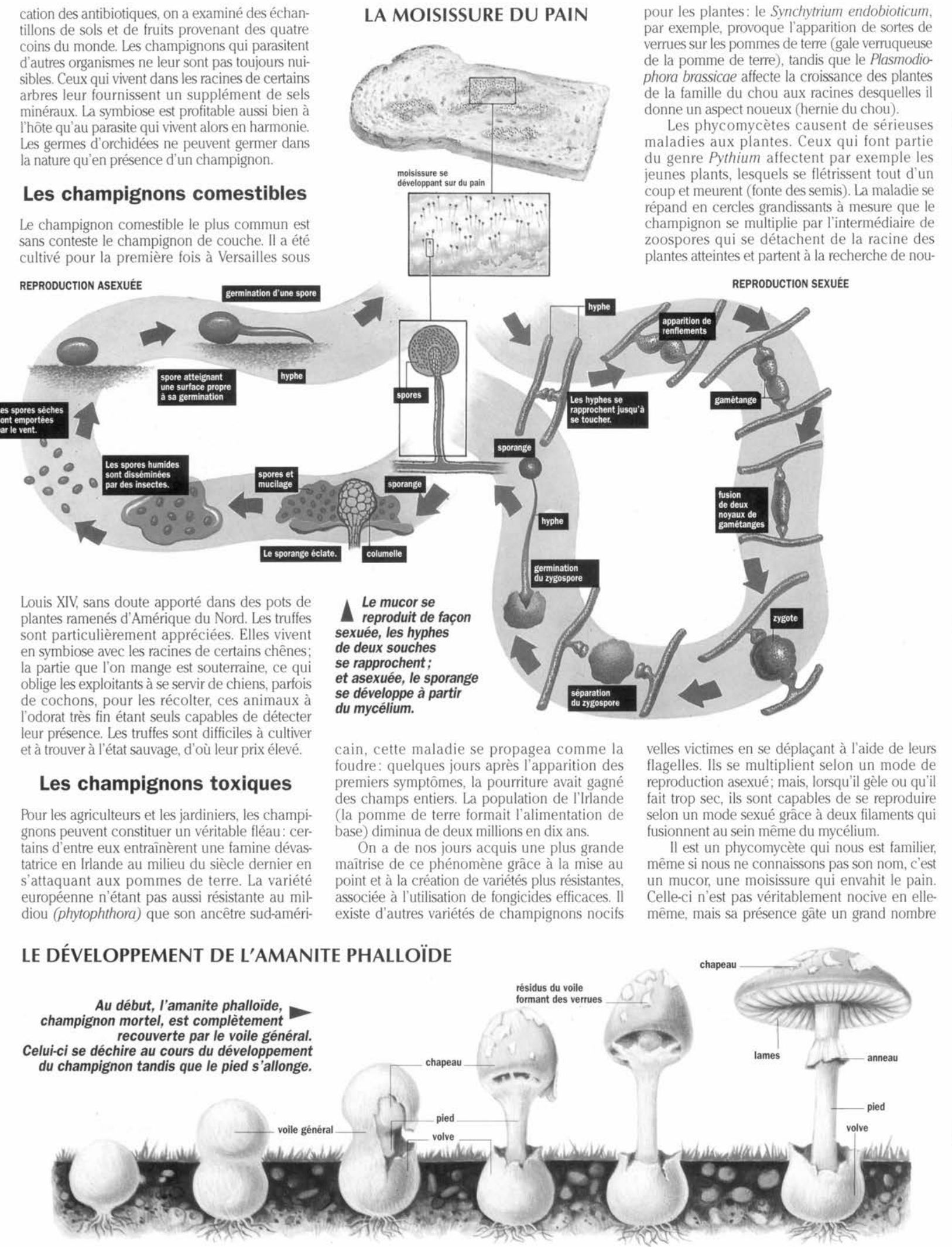 Prévisualisation du document Les Champignons