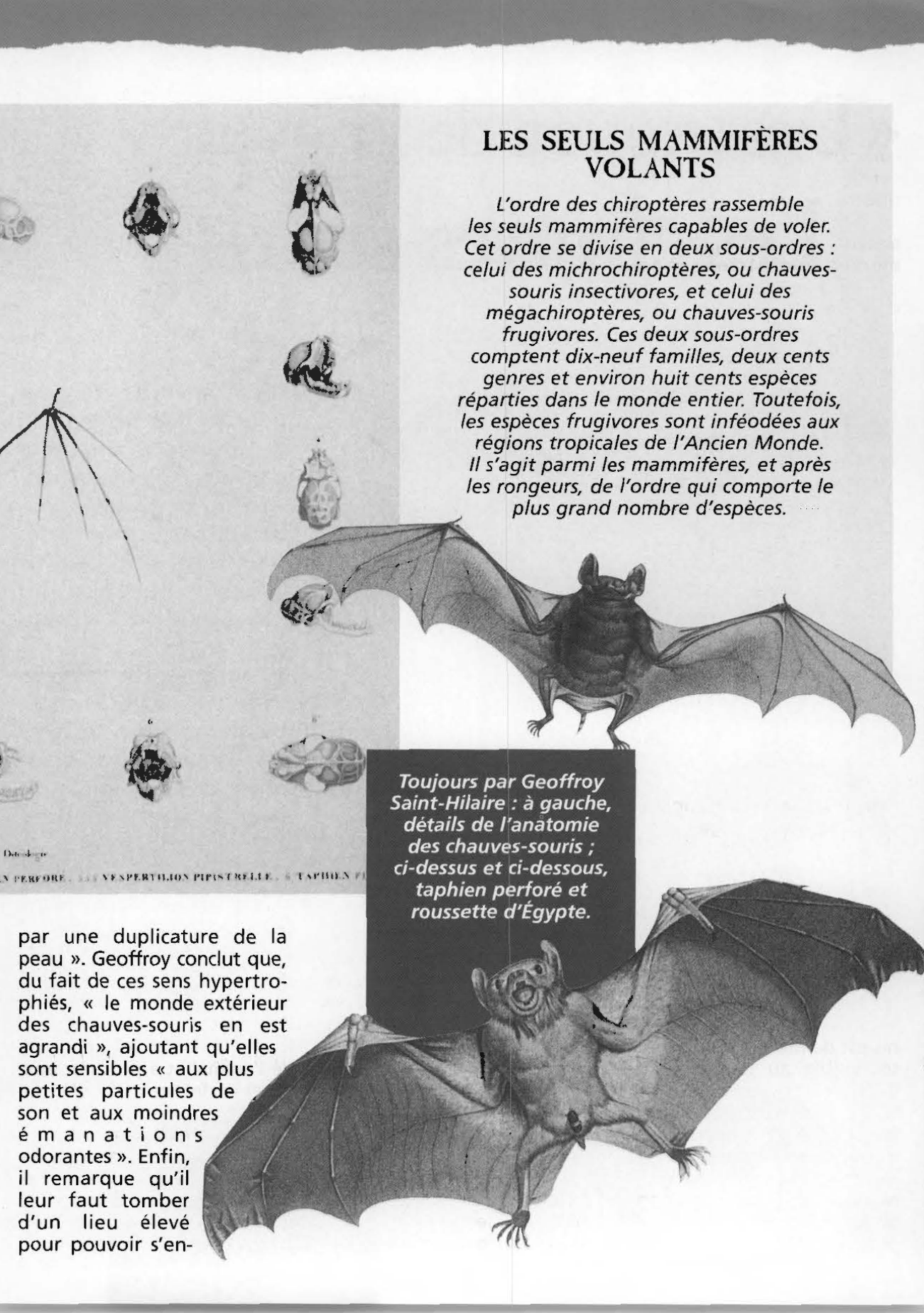 Prévisualisation du document Les chauves-souris