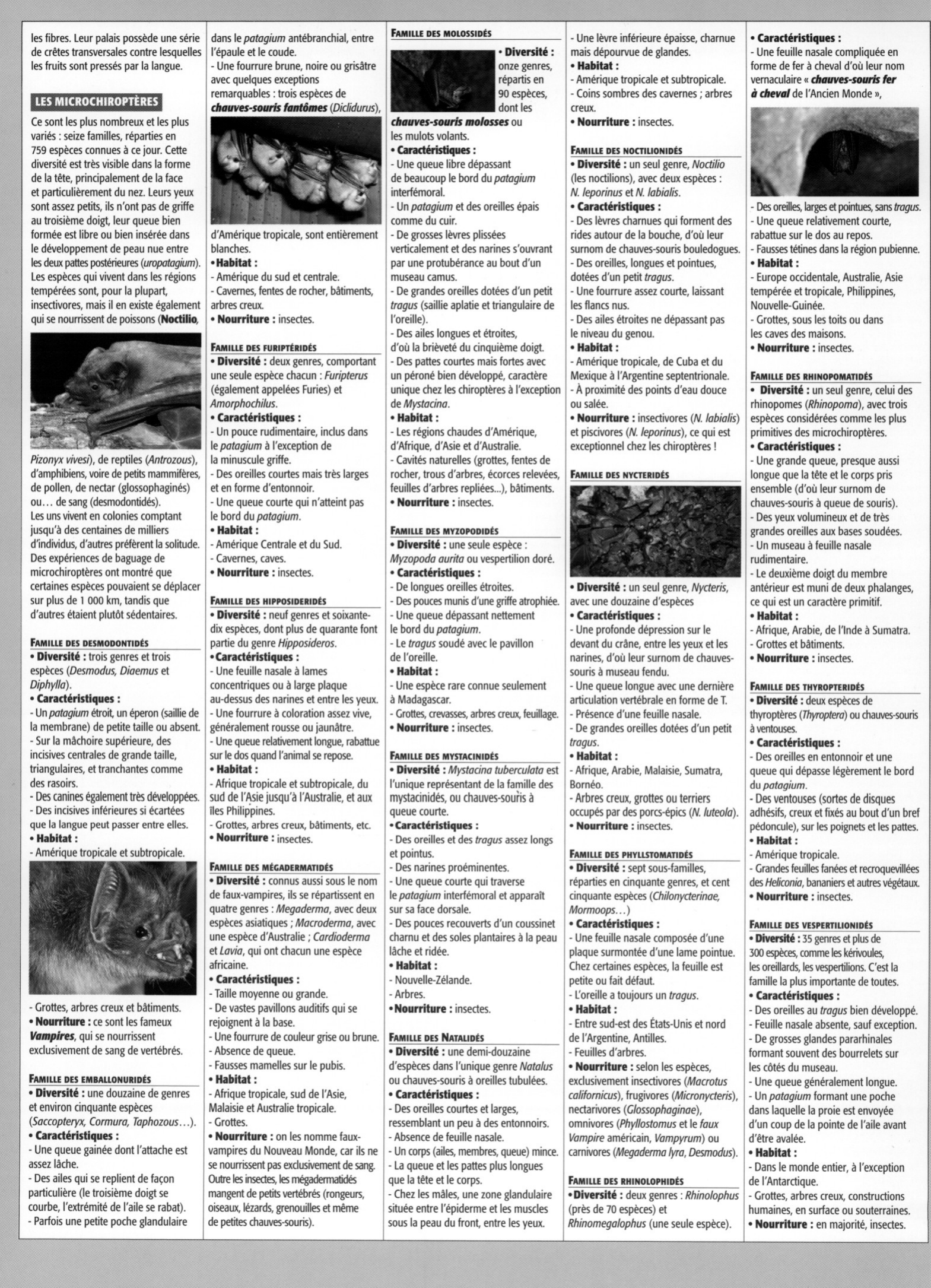 Prévisualisation du document Les chiroptères