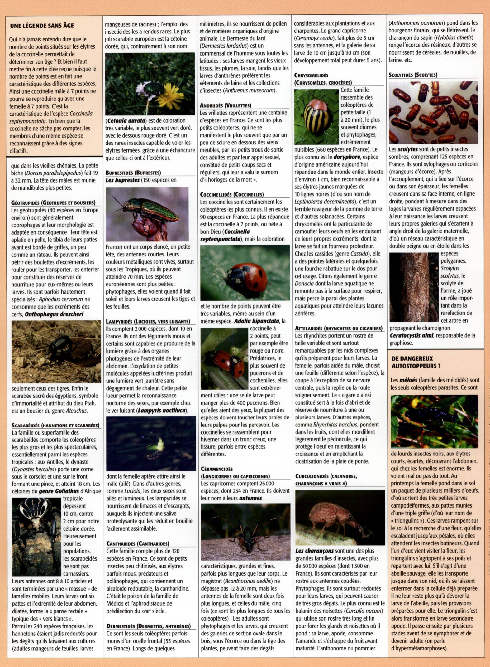 Prévisualisation du document Les coléoptères