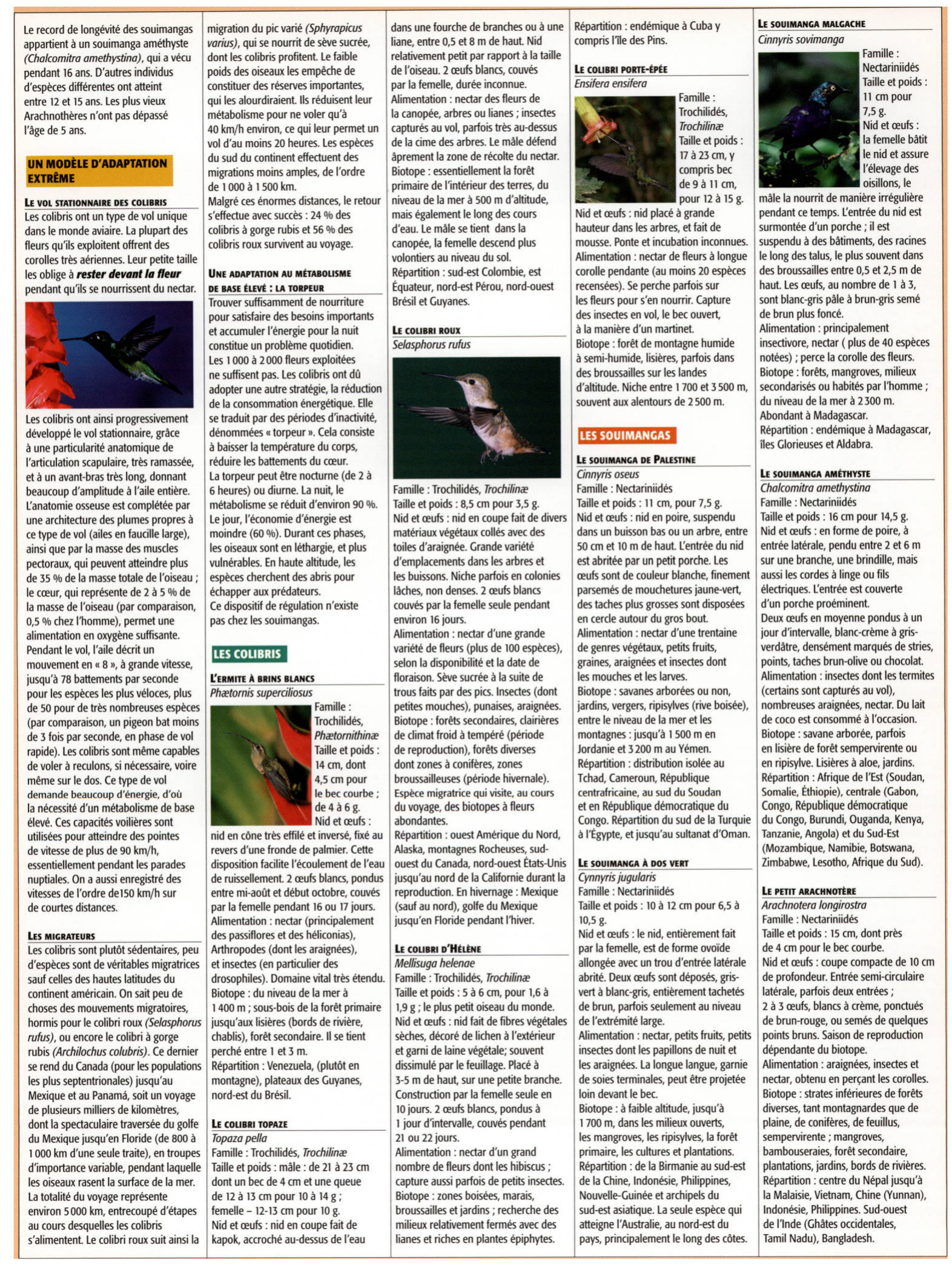 Prévisualisation du document Les Colibris