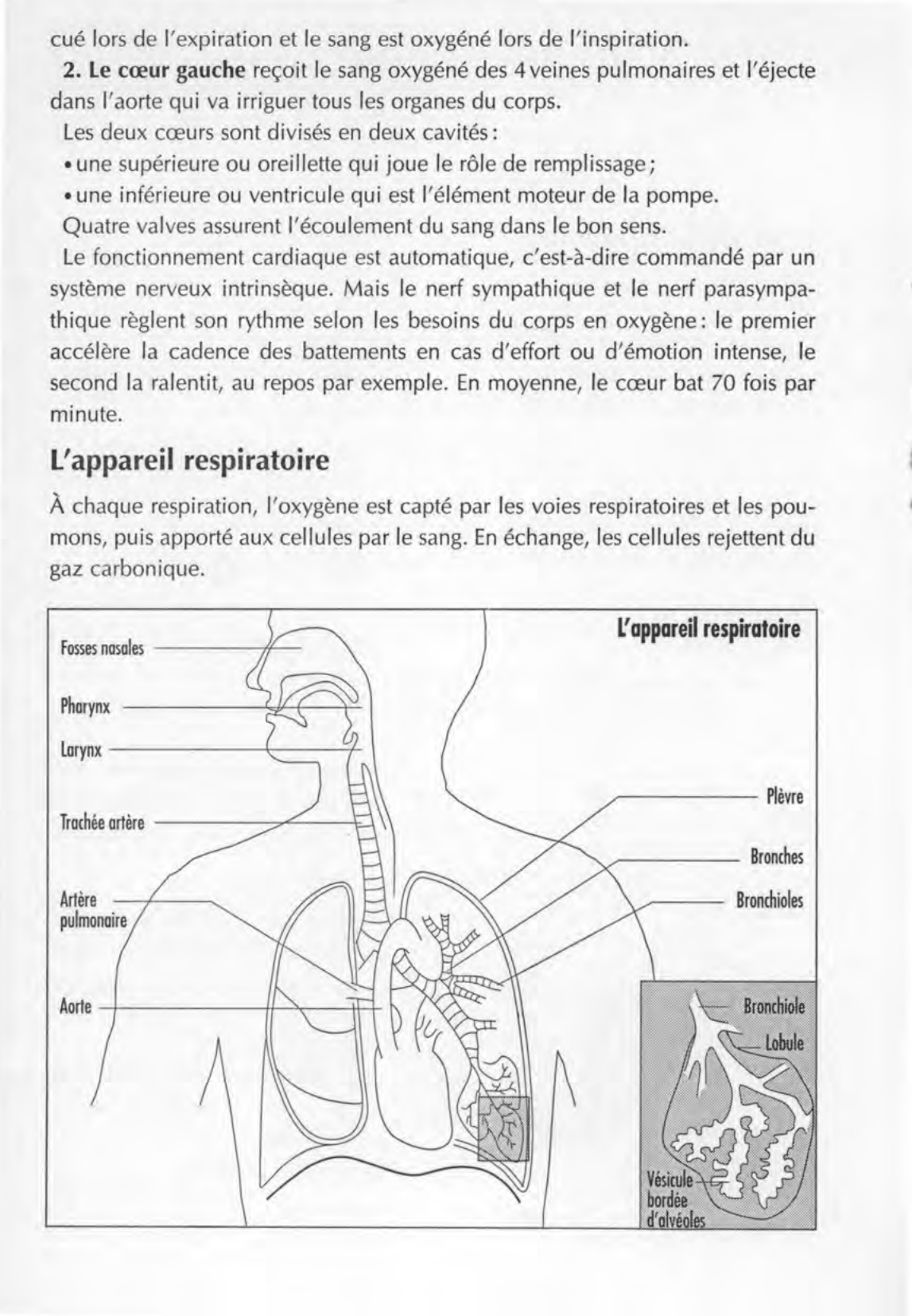 Prévisualisation du document Les corps humain (IFSI)