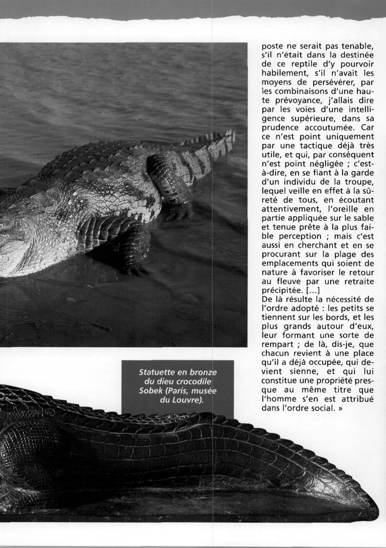 Prévisualisation du document Les crocodiles