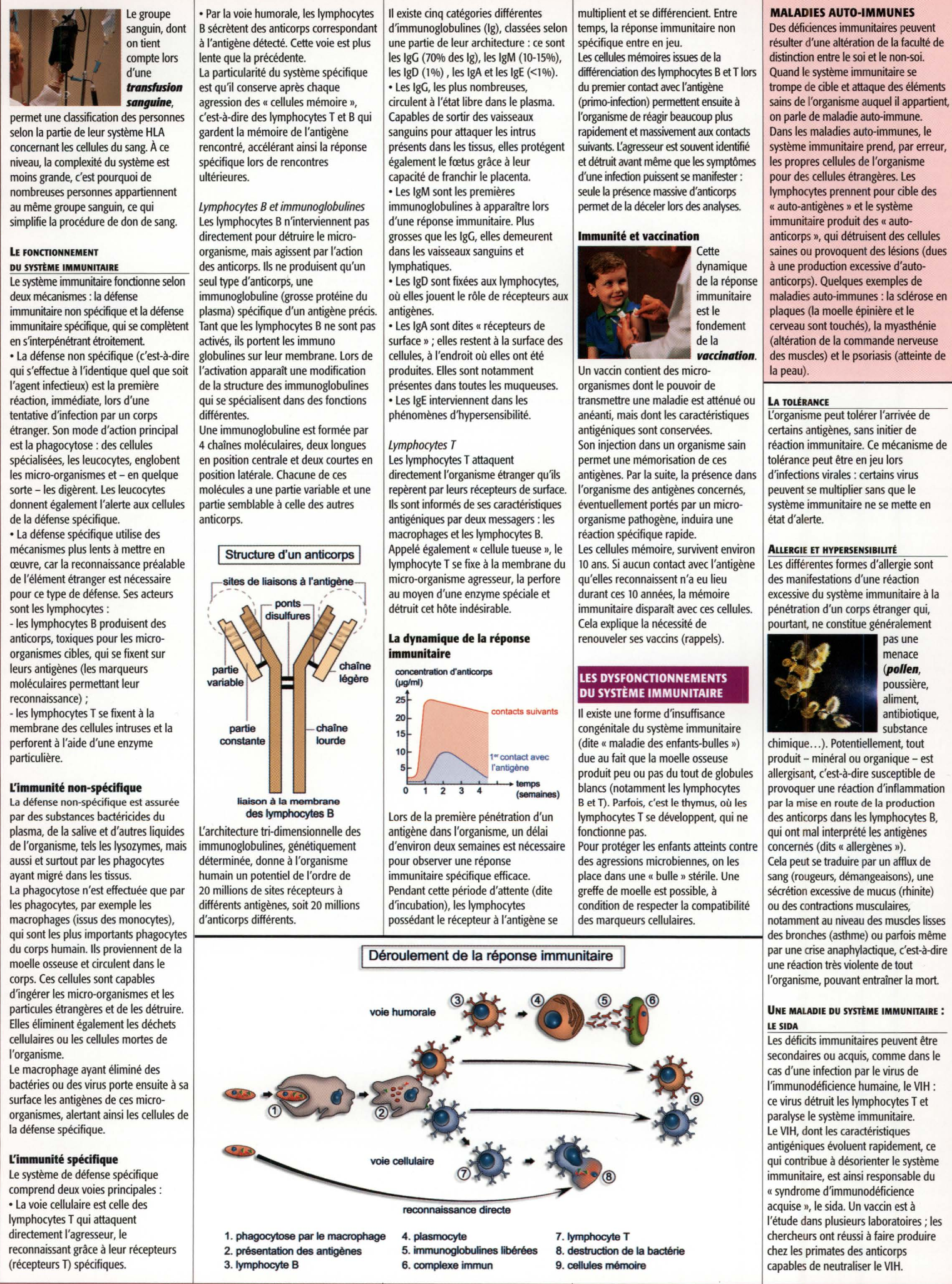 Prévisualisation du document Les défenses immunitaires (Travaux Personnels Encadrés – Médecine & Santé  – TS)