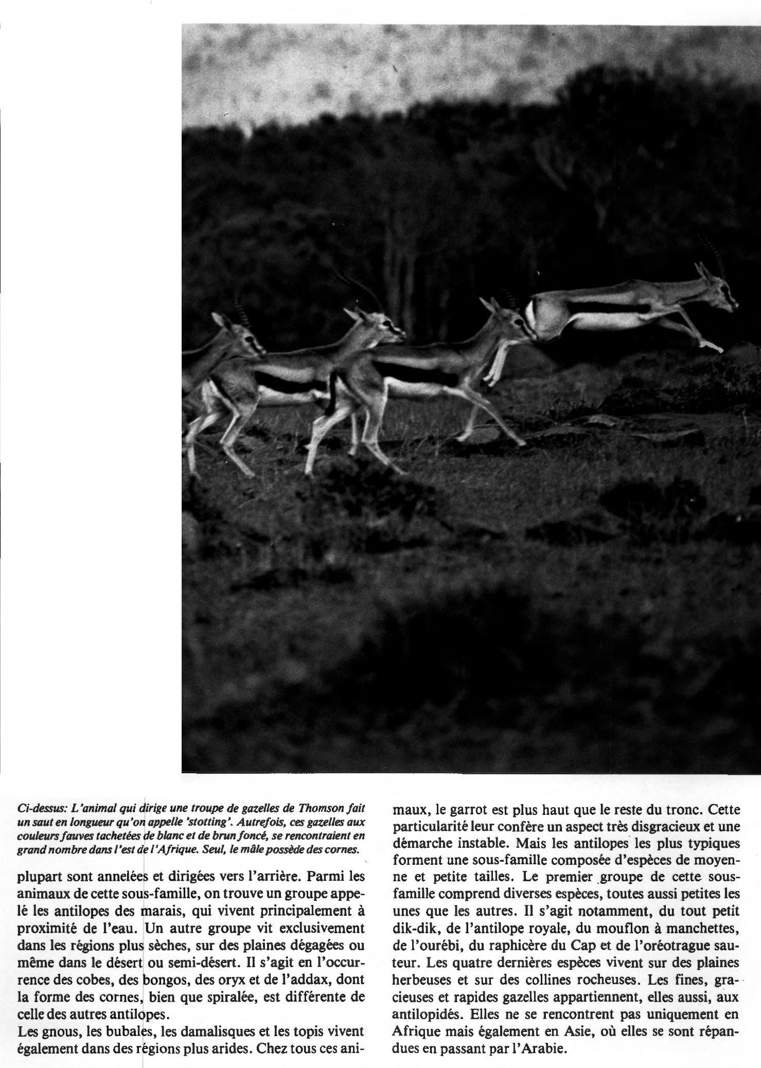 Prévisualisation du document Les diverses sortes d'antilopes