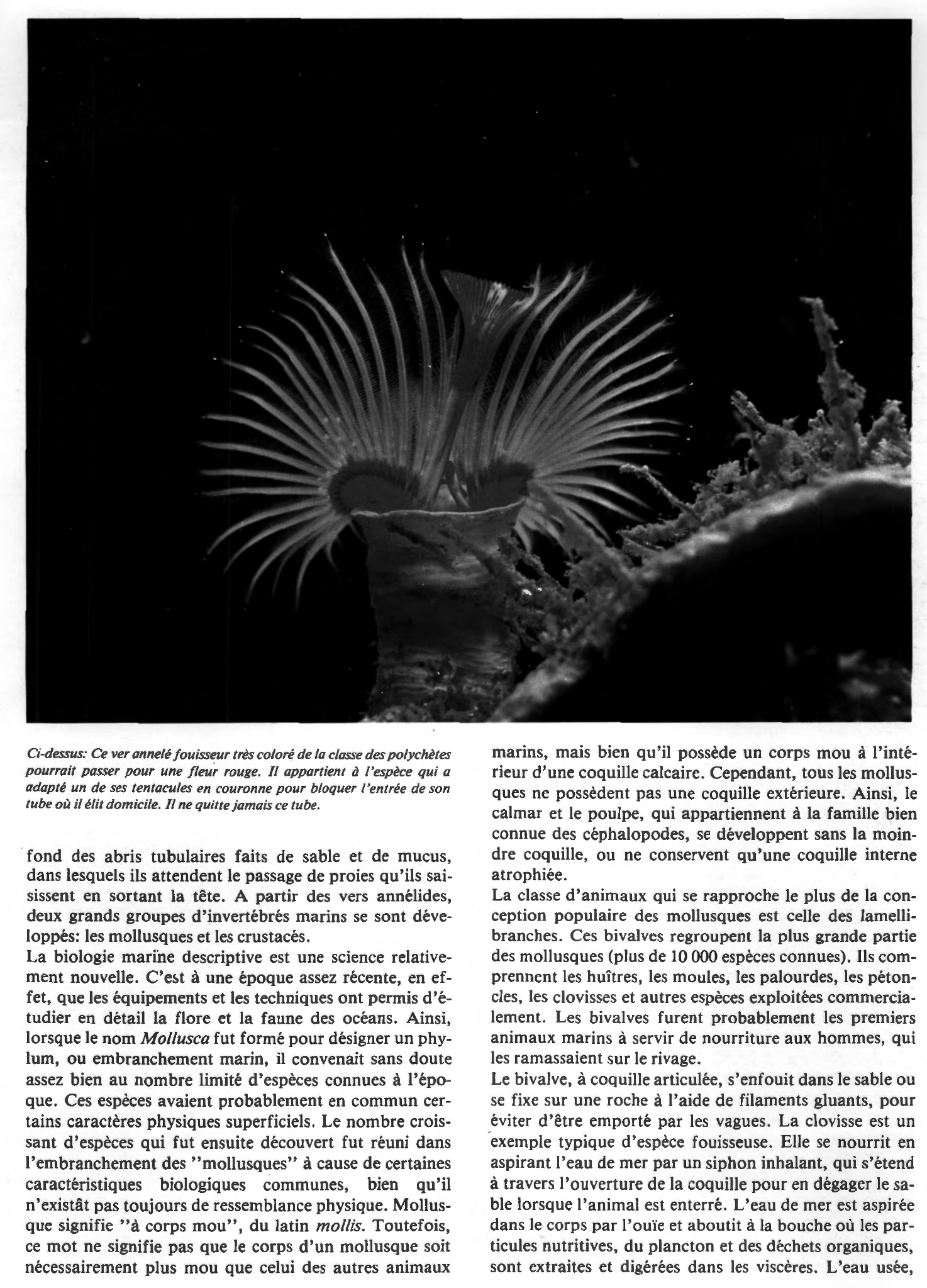 Prévisualisation du document Les échinodermes et les mollusques