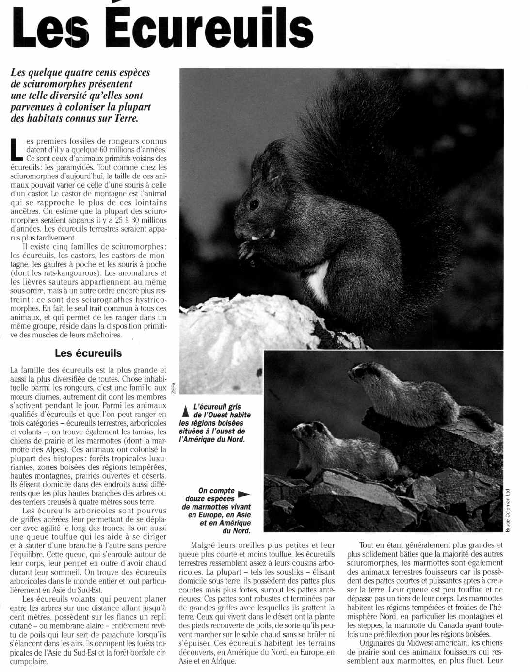 Prévisualisation du document Les Écureuils