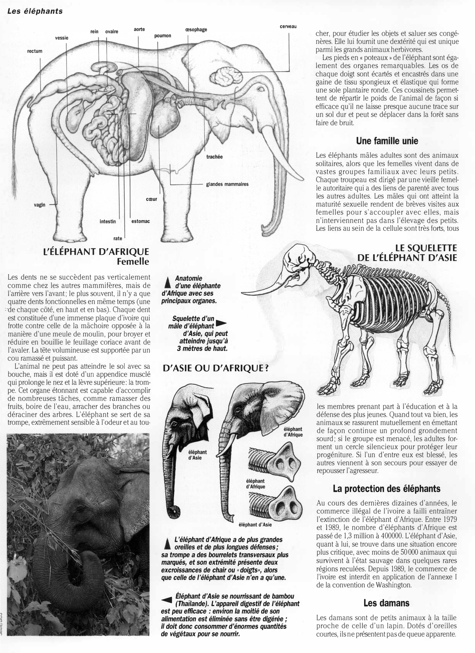 Prévisualisation du document LES ELEPHANTS