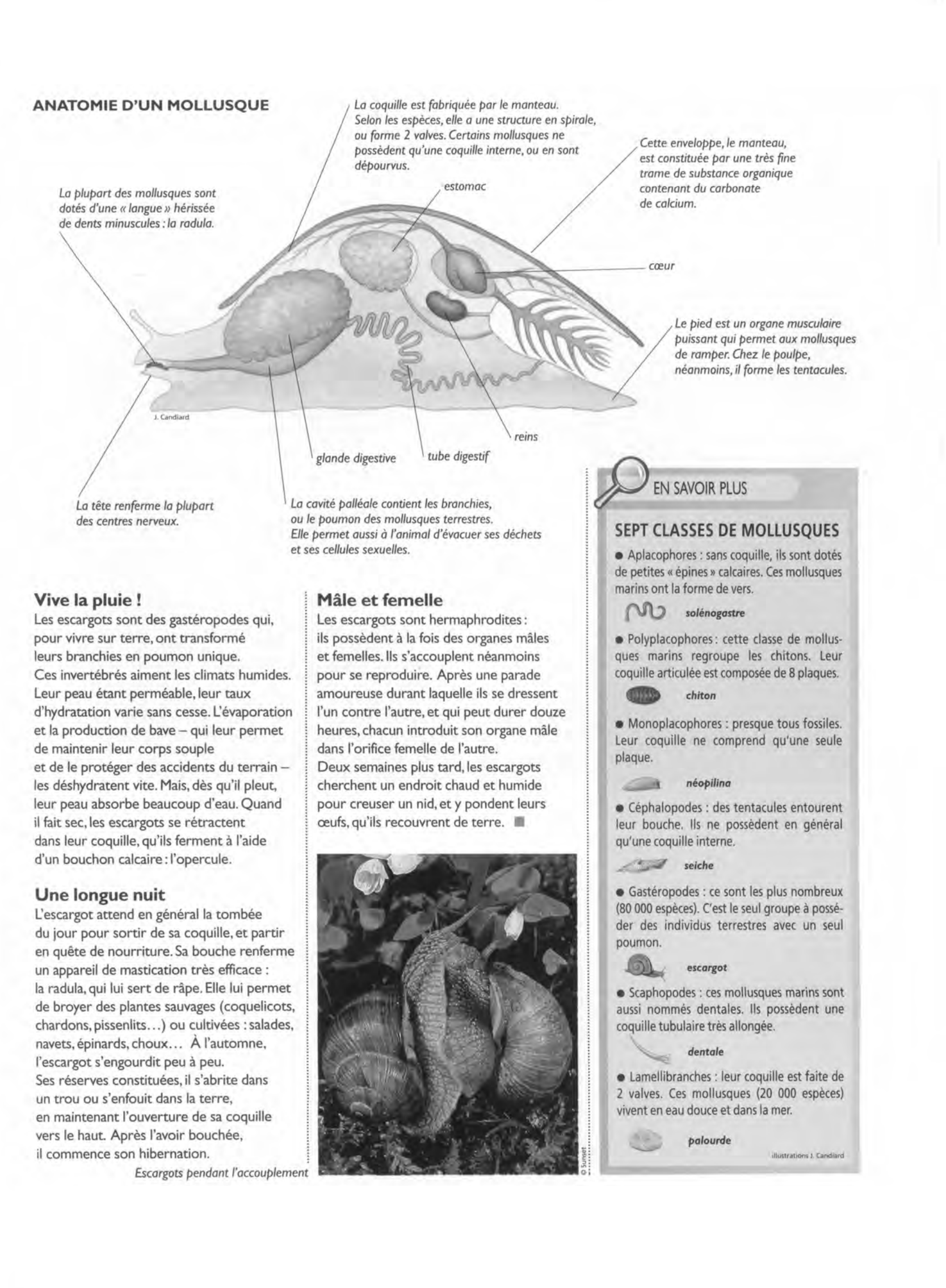 Prévisualisation du document Les escargots (Faune et Flore)