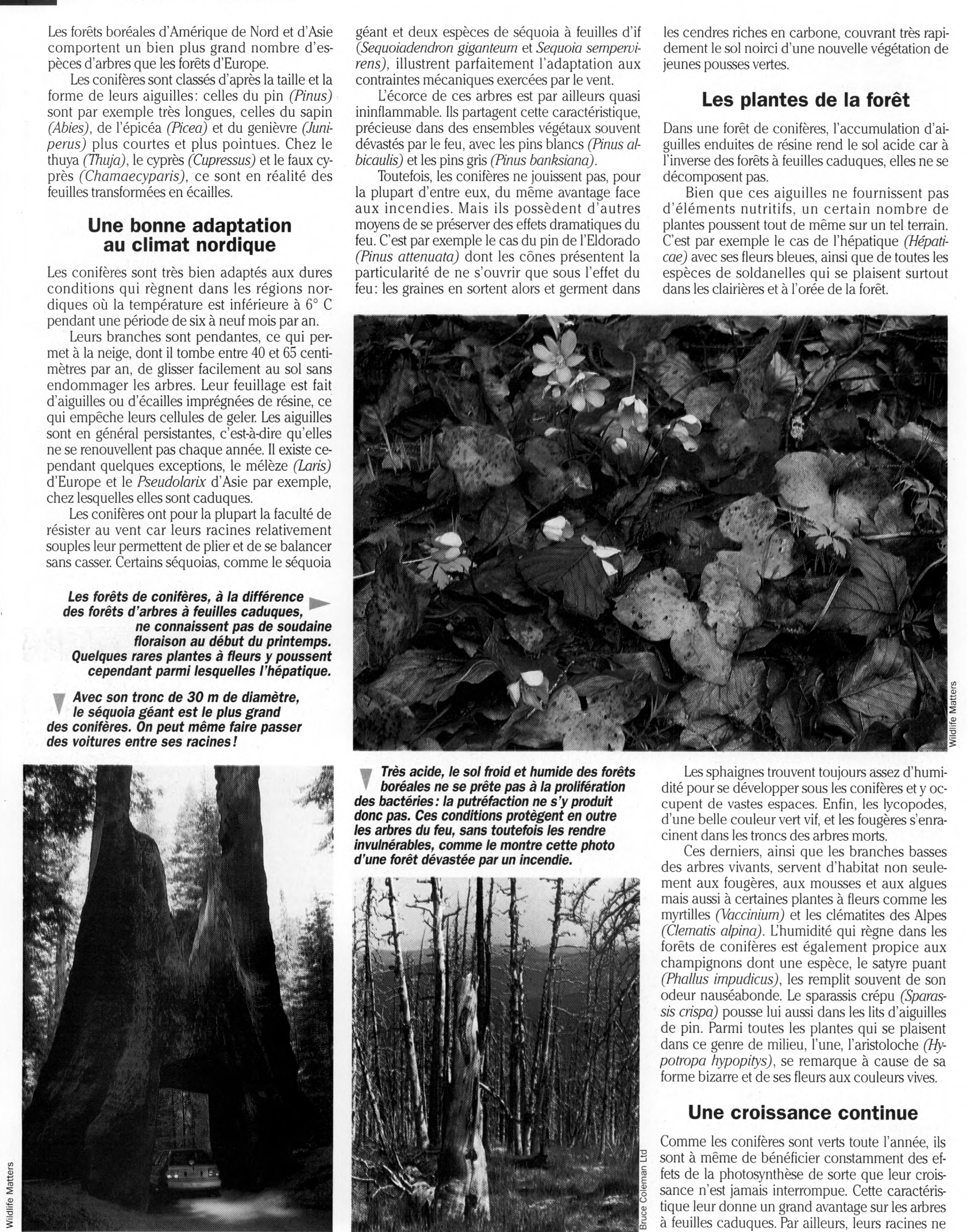Prévisualisation du document Les Forêts de conifères