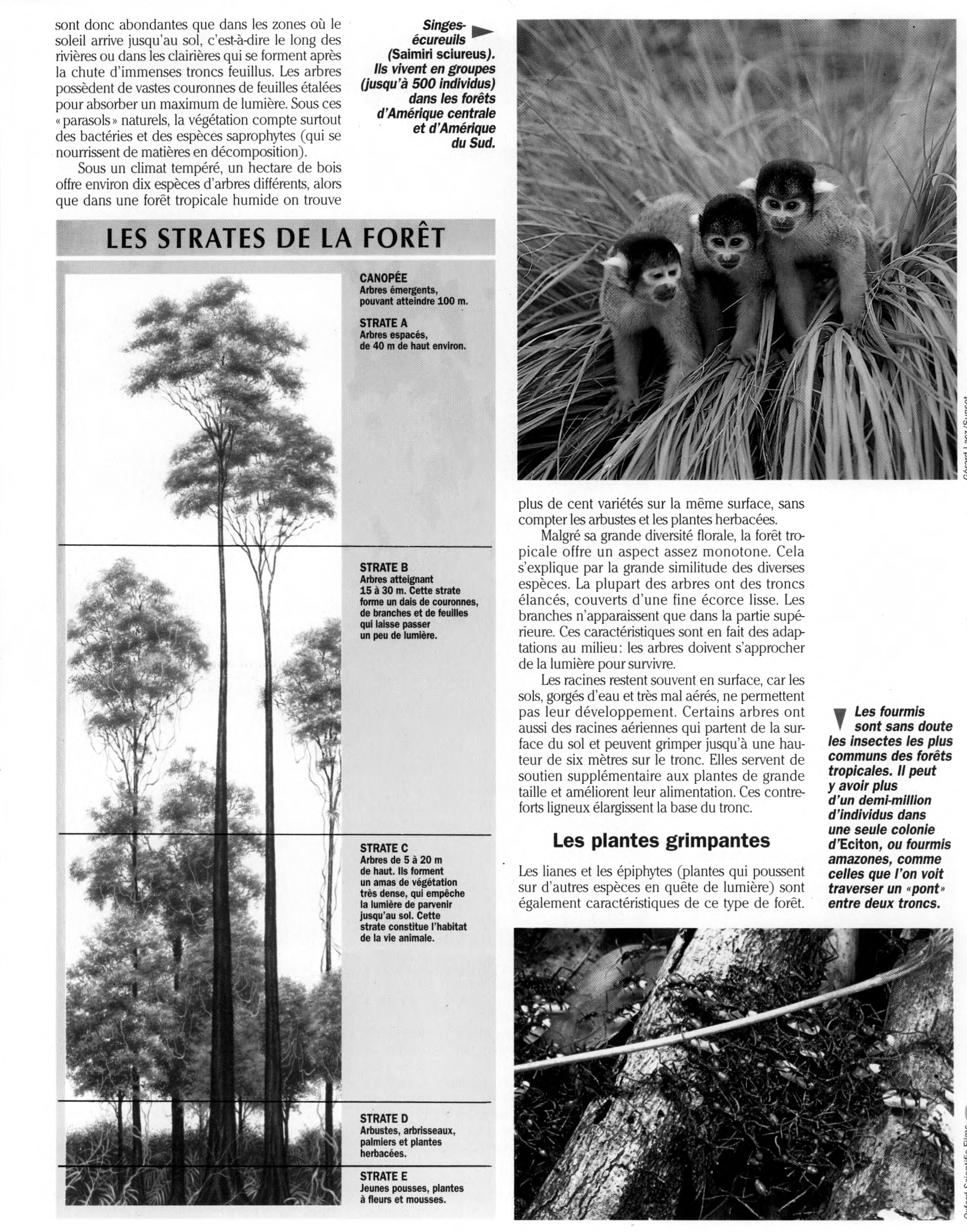 Prévisualisation du document Les Forêts tropicales