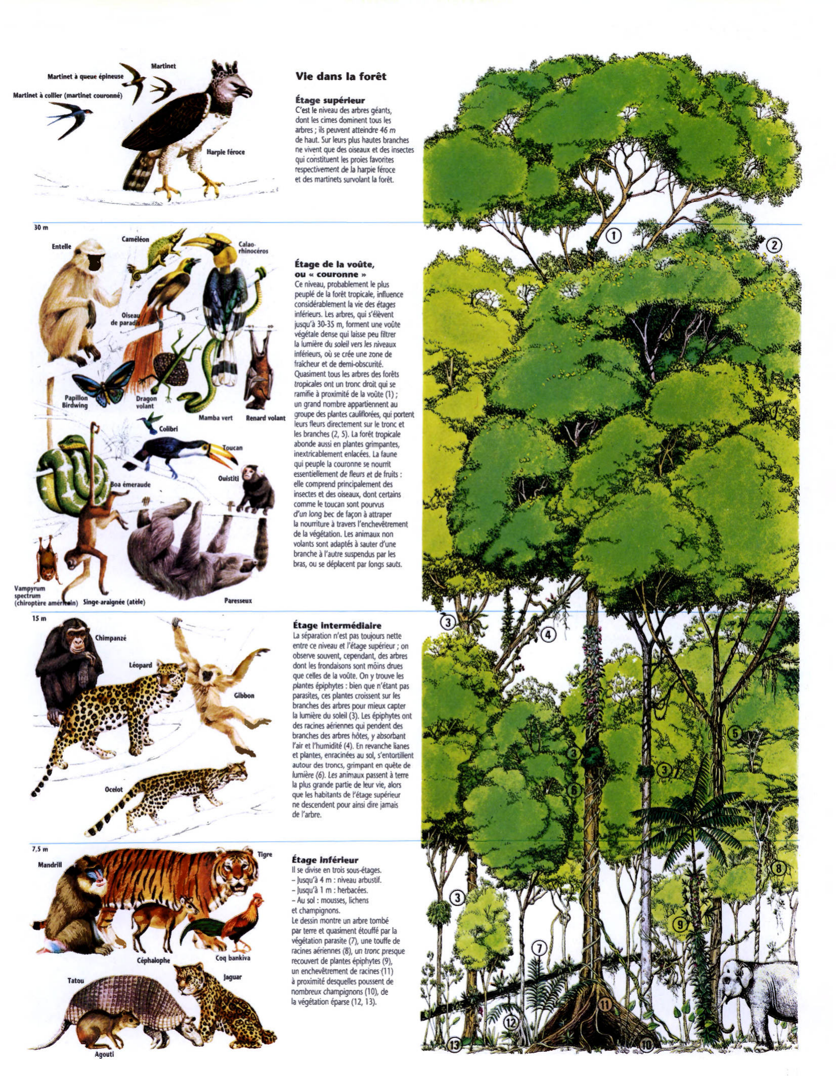 Prévisualisation du document LES FORÊTS TROPICALES.