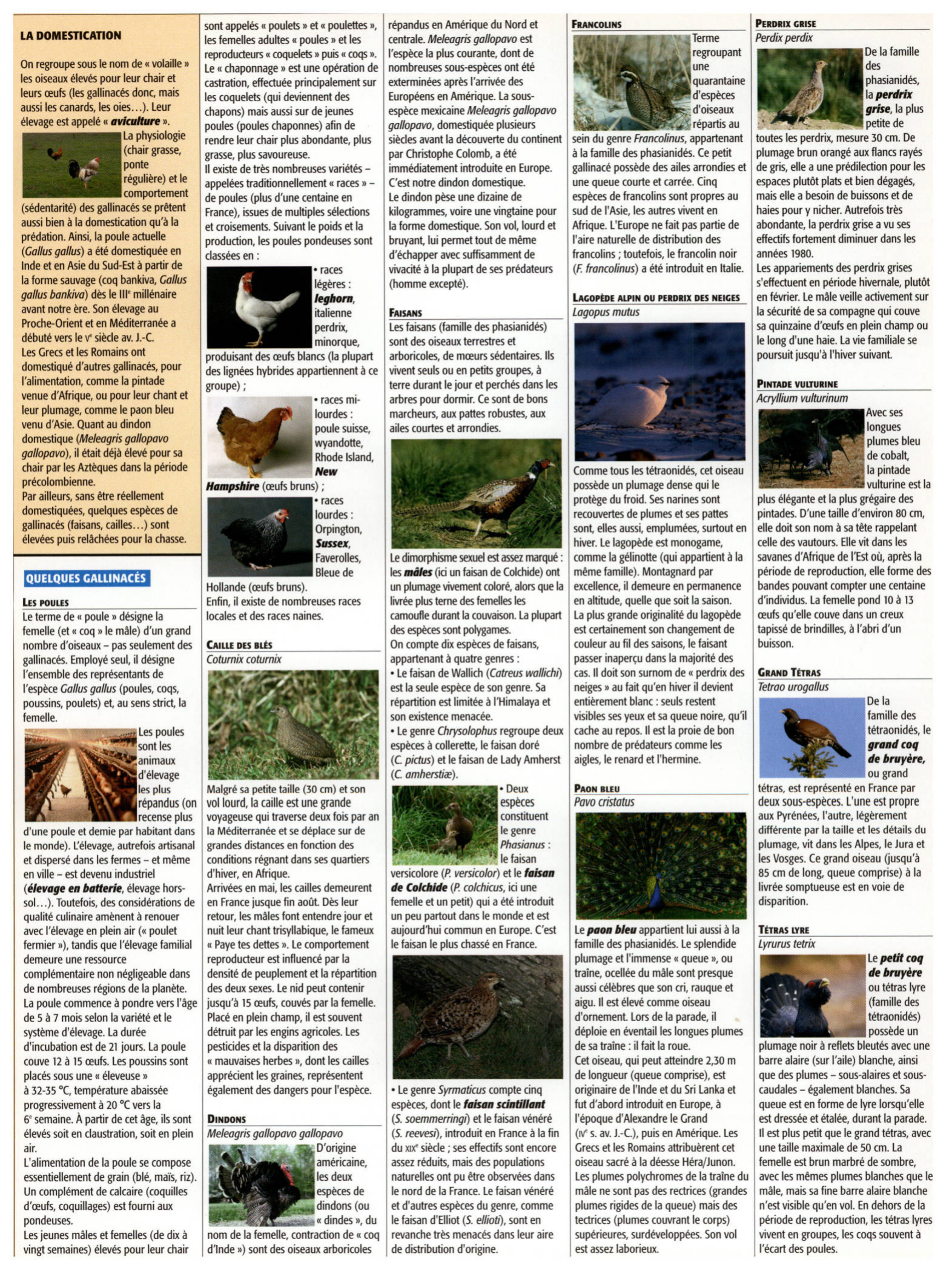 Prévisualisation du document Les gallinacés