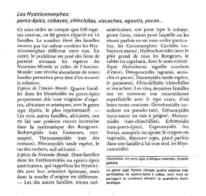 Prévisualisation du document Les Hystricomorphes:porcs-épics, cobayes, chinchillas, viscaches, agoutis, pacas.