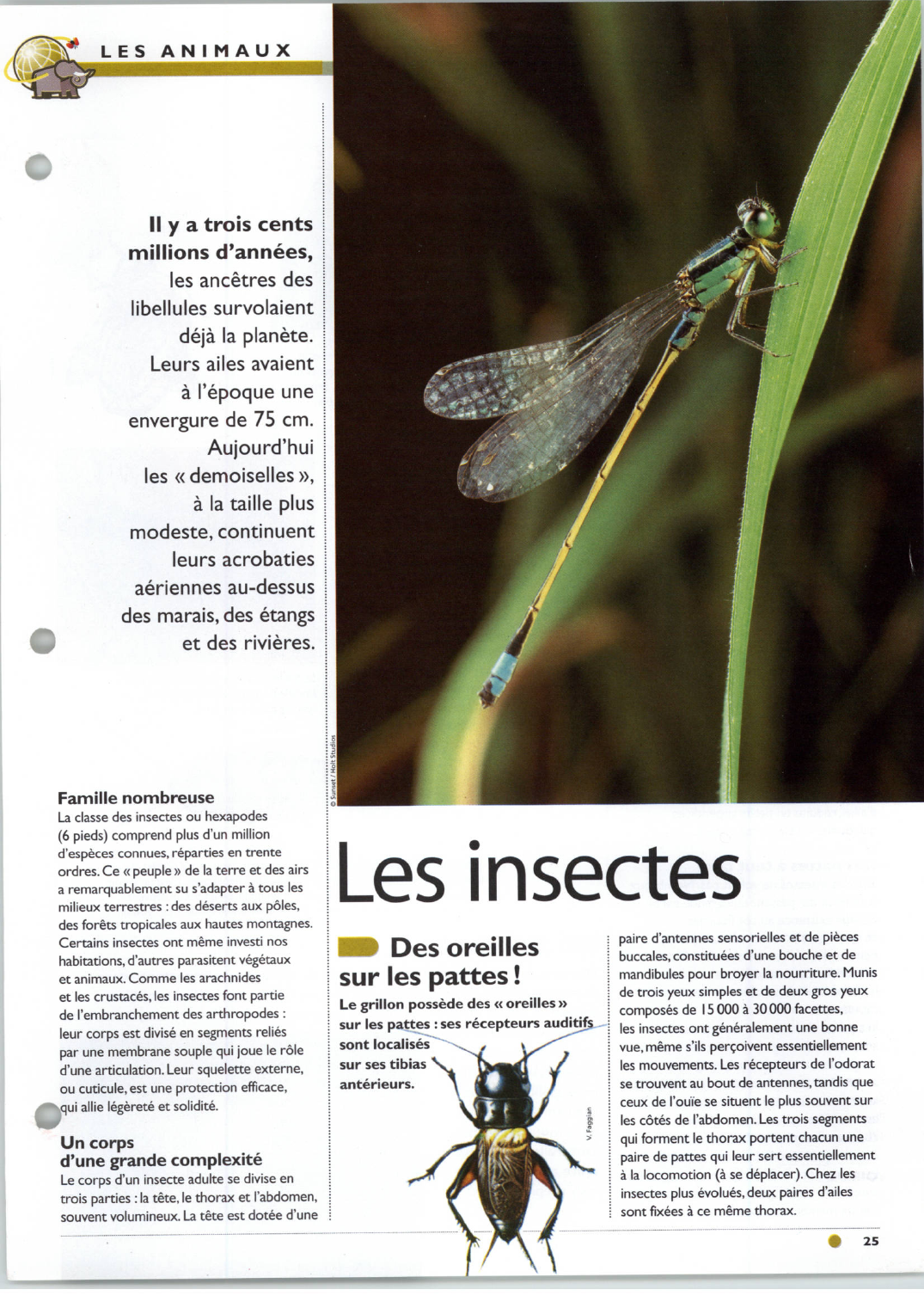 Prévisualisation du document Les insectes