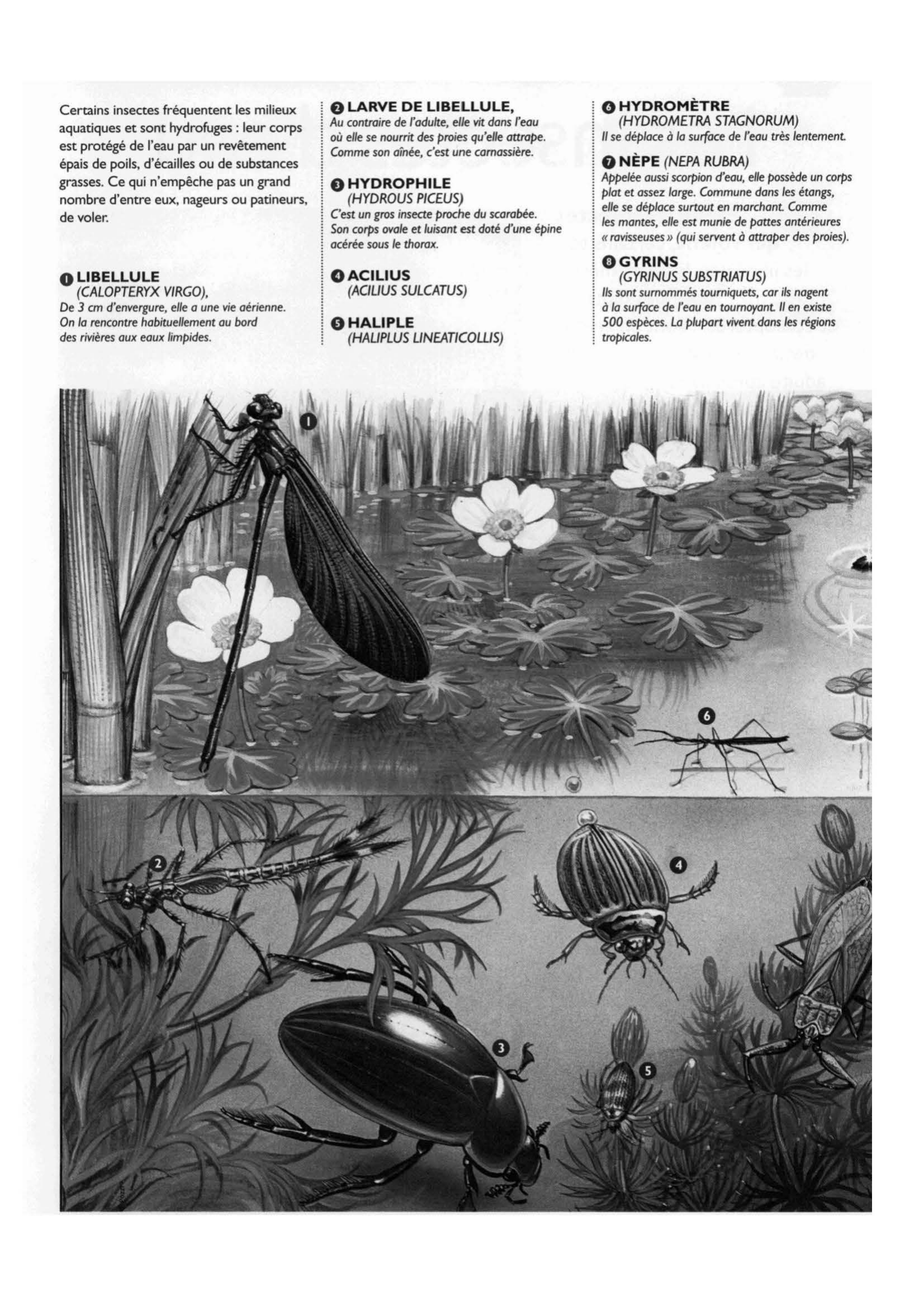 Prévisualisation du document Les insectes d'eau