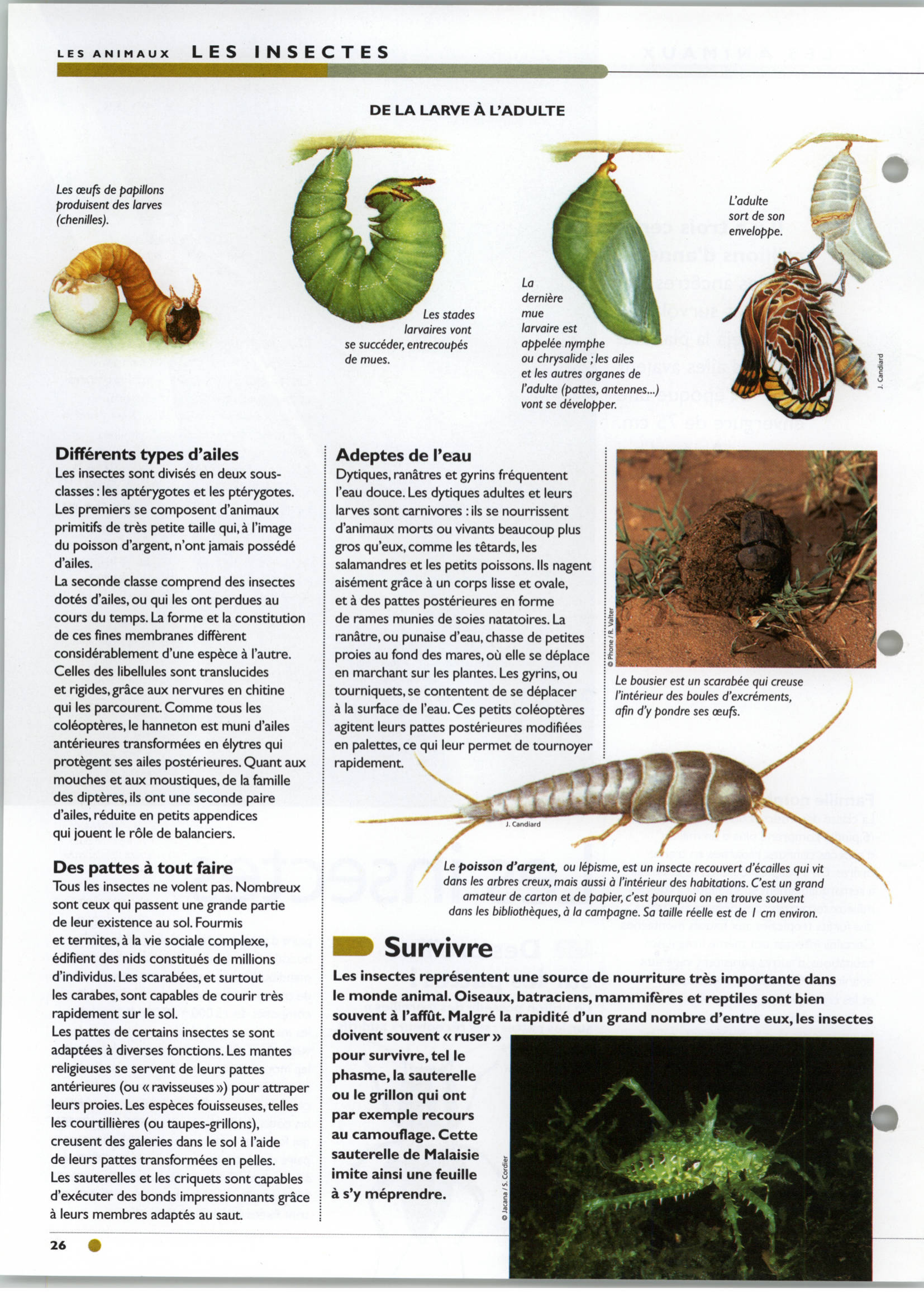 Prévisualisation du document Les insectes