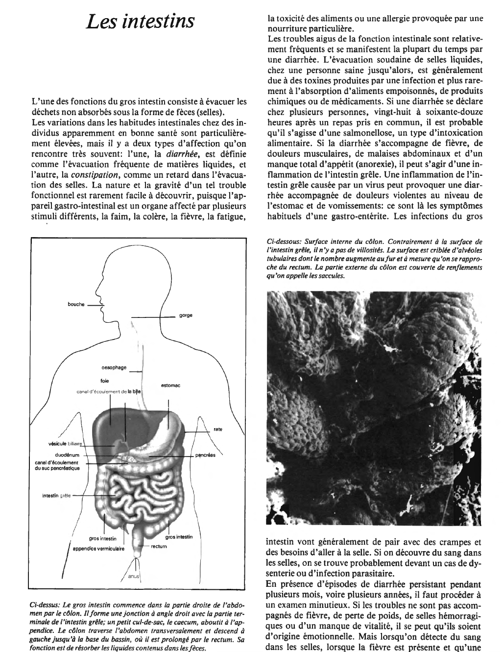 Prévisualisation du document Les intestins