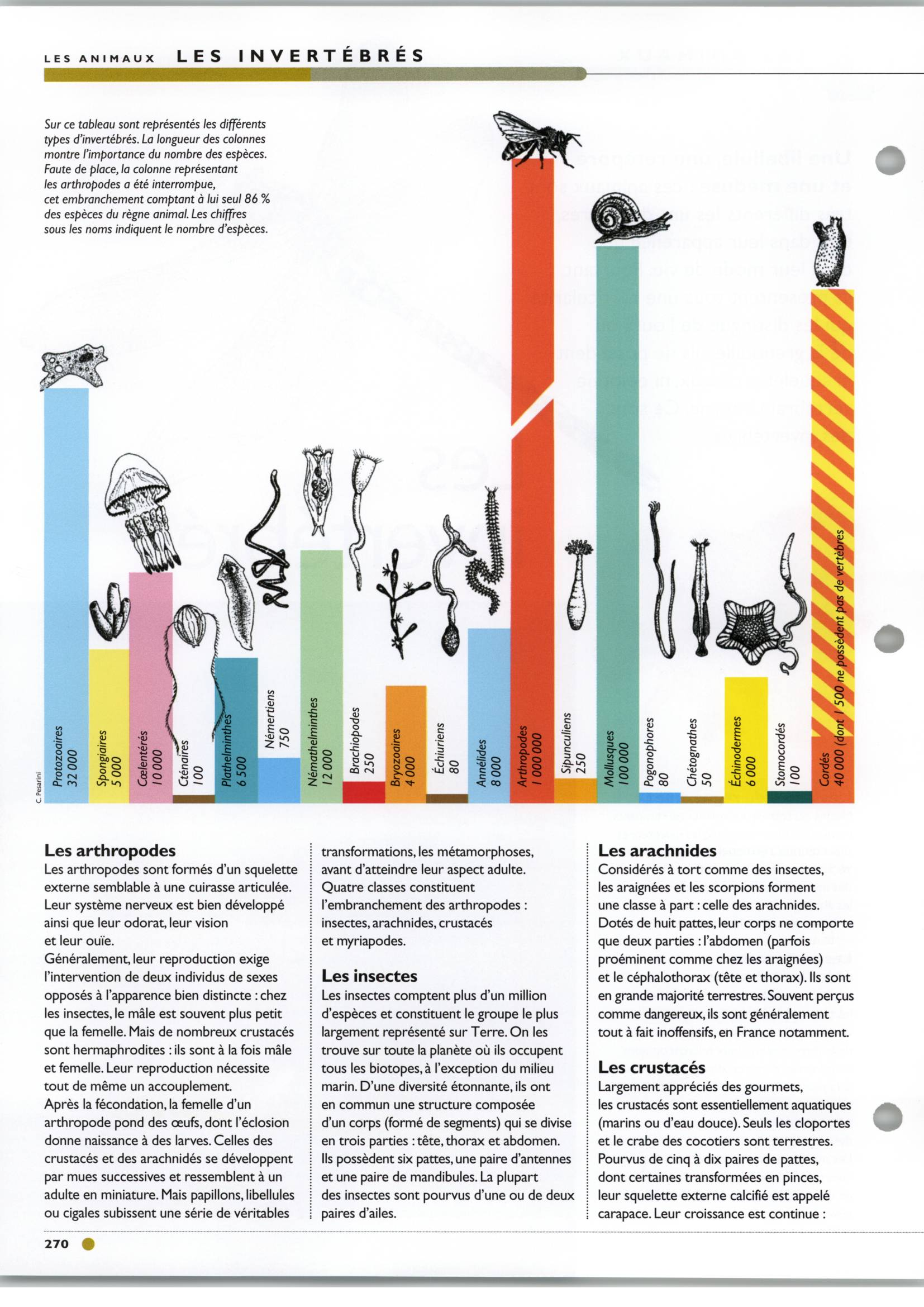 Prévisualisation du document Les invertébrés