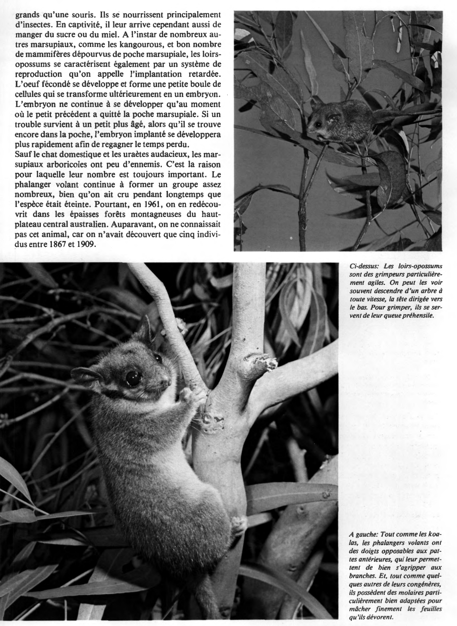 Prévisualisation du document Les koalas et les autres animaux arboricoles