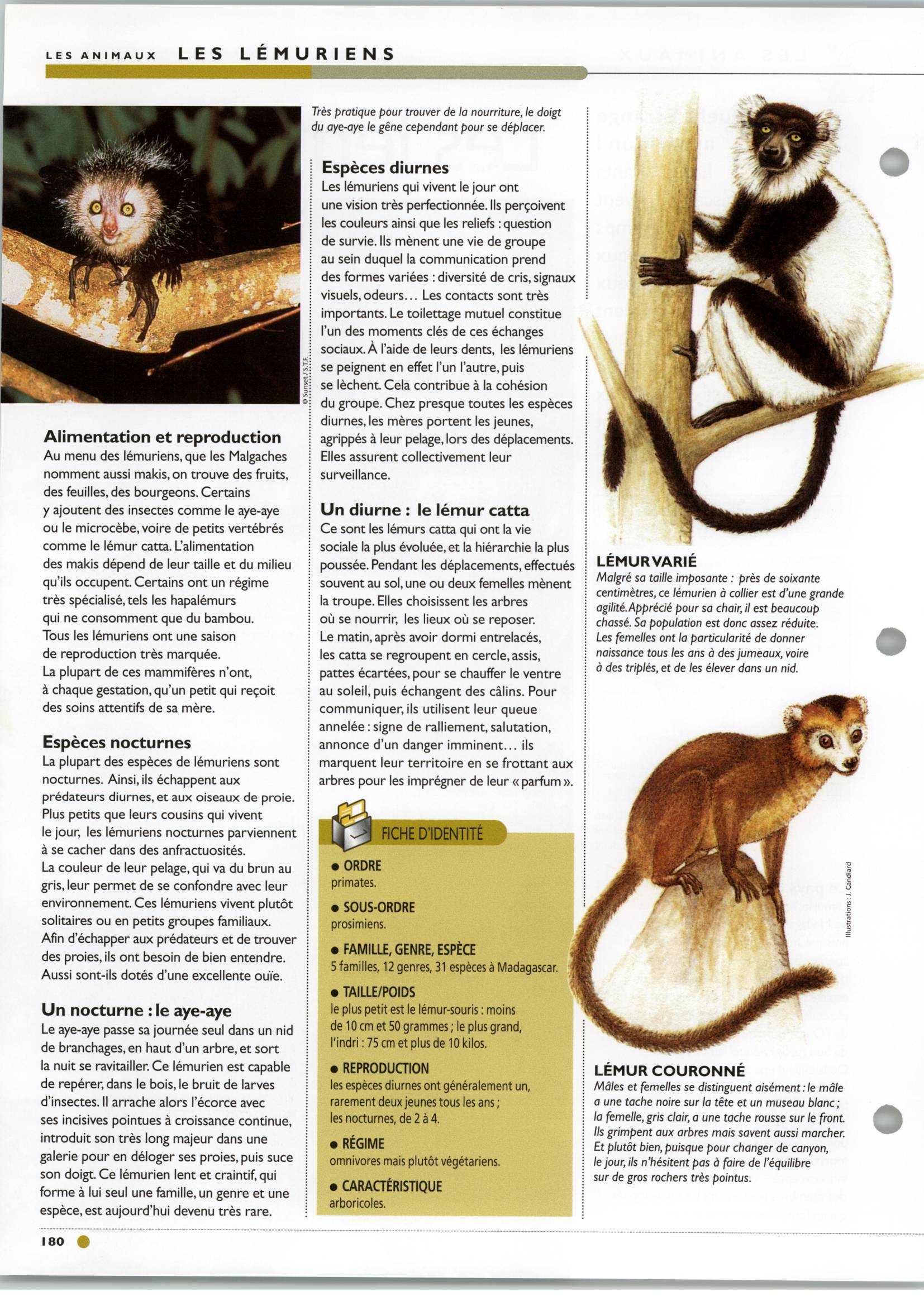 Prévisualisation du document Les lémuriens