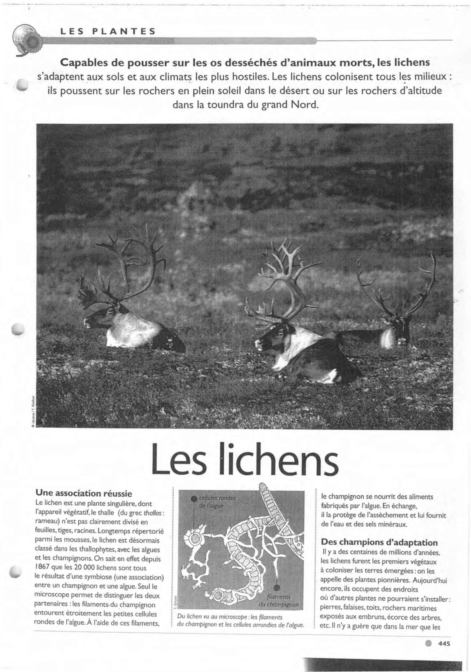 Prévisualisation du document Les lichens, trait caractéristique de la végétation