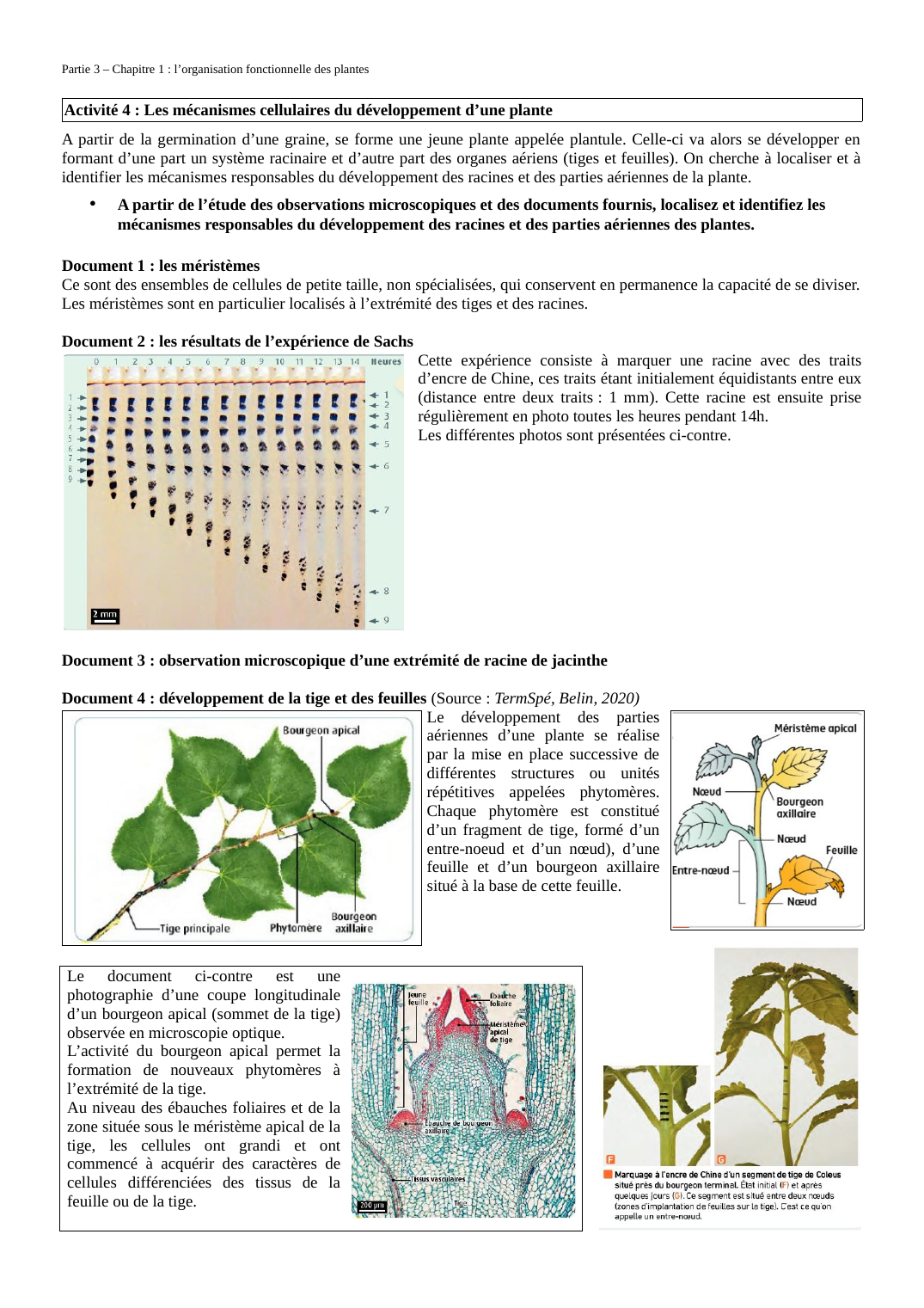 Prévisualisation du document Les mécanismes cellulaires du développement d'une plante