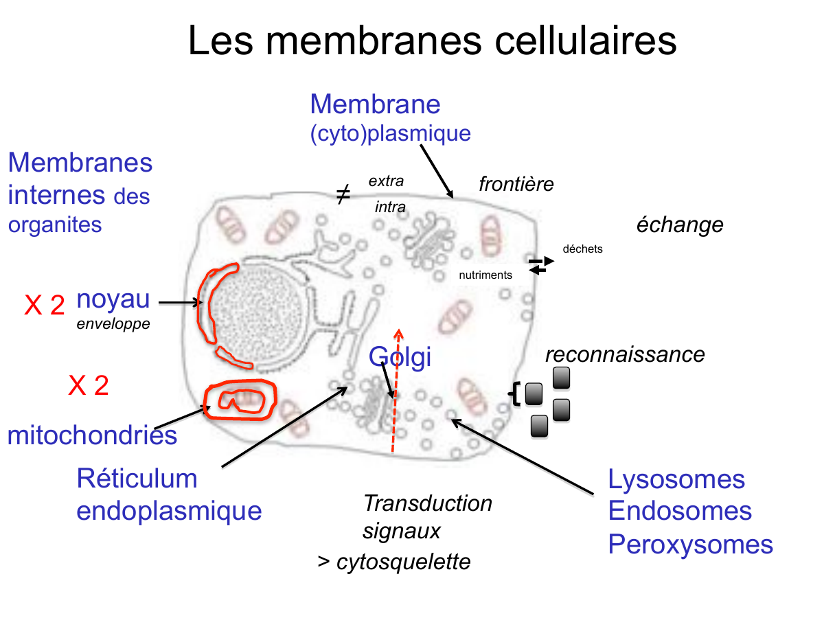 Prévisualisation du document Les membranes cellulaires
Membrane
(cyto)plasmique

Membranes
internes des
organites

!

extra

frontière

intra

échange
déchets
nutriments

X 2 noyau
enveloppe...