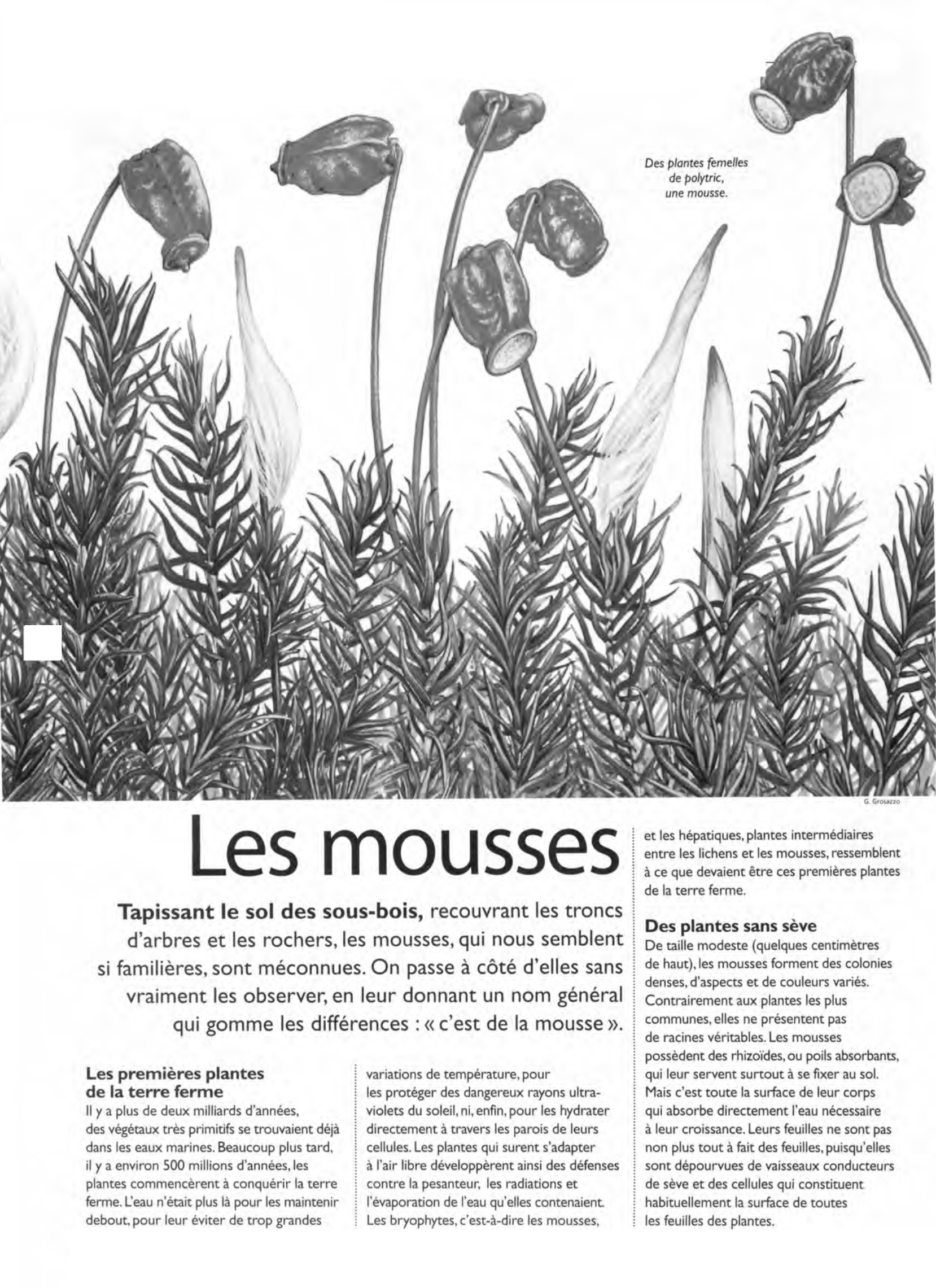 Prévisualisation du document Les mousses (Faune et Flore)