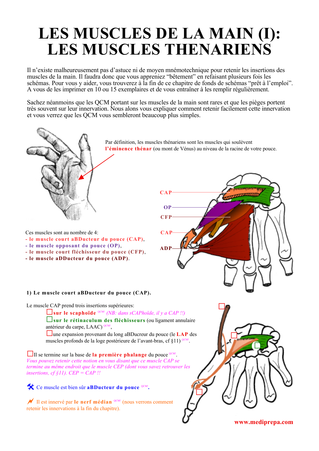 Prévisualisation du document LES MUSCLES DE LA MAIN (I):LES MUSCLES THENARIENSIl n'existe malheureusement pas d'astuce ni de moyen mnémotechnique pour retenir les insertions desmuscles de la main.
