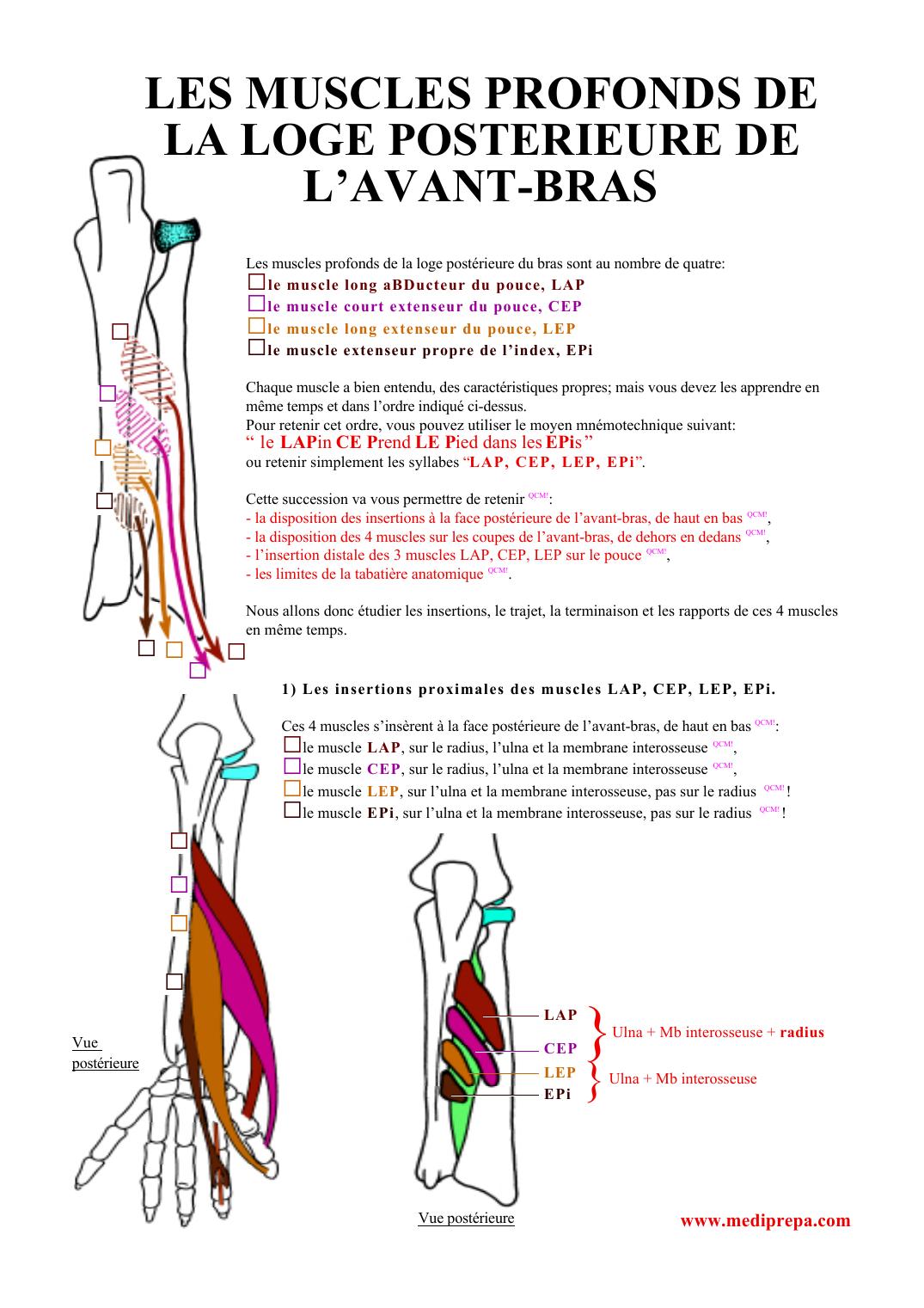 Prévisualisation du document LES MUSCLES PROFONDS DELA LOGE POSTERIEURE DEL'AVANT-BRASLes muscles profonds de