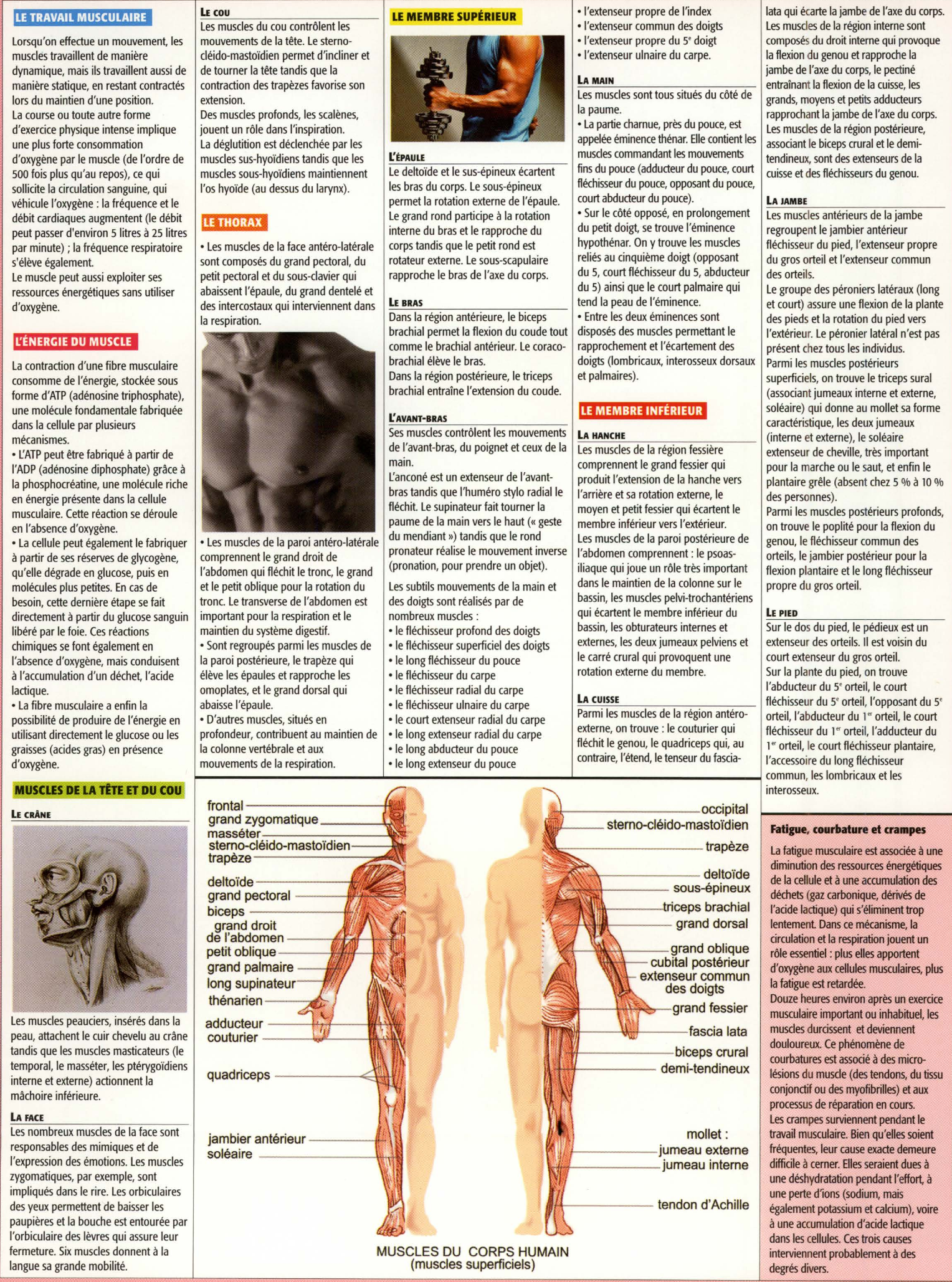 Prévisualisation du document Les muscles (Travaux Personnels Encadrés – Médecine & Santé  – TS)