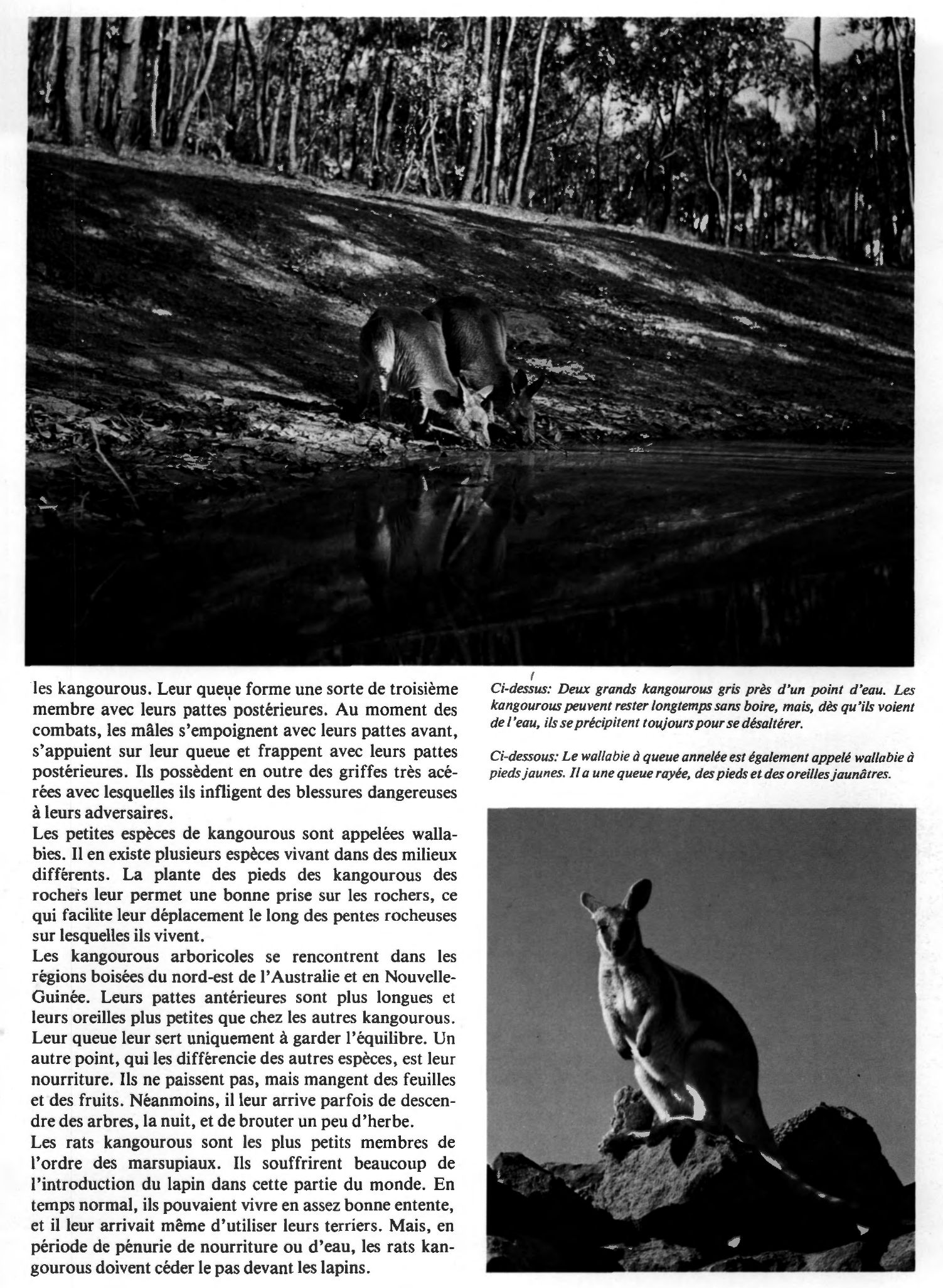 Prévisualisation du document Les nombreuses espèces de kangourous