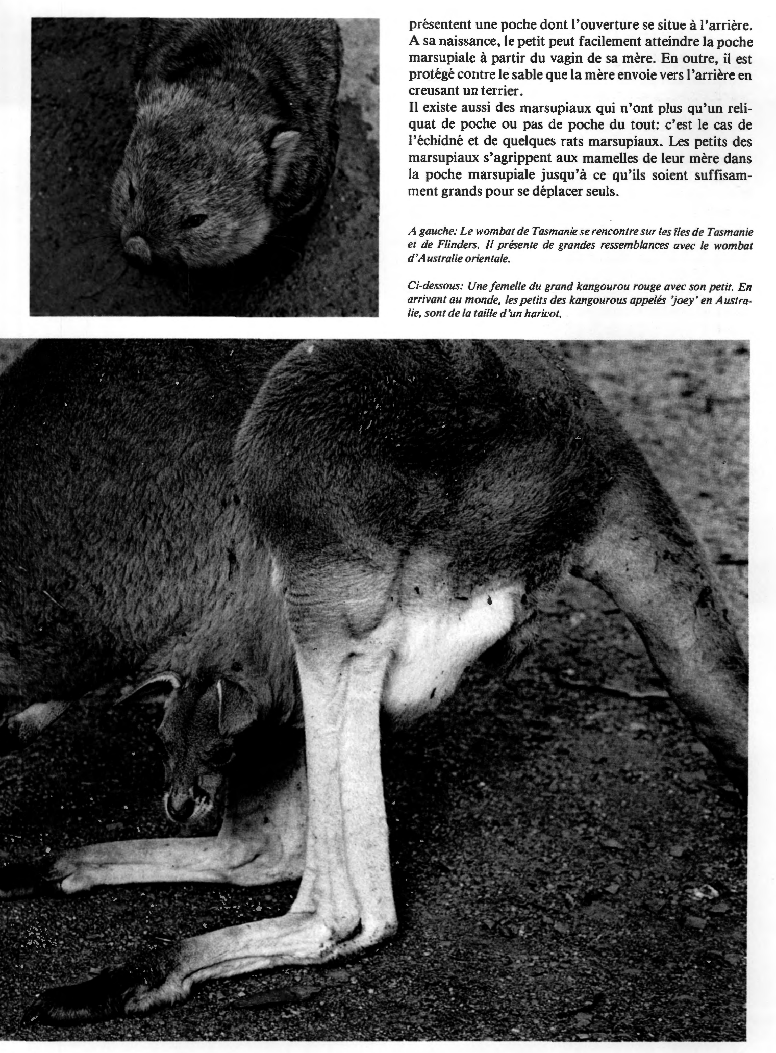 Prévisualisation du document Les nombreux marsupiaux d'Australie