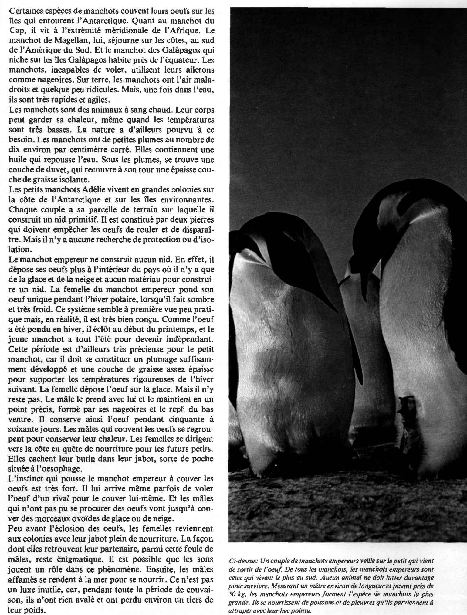 Prévisualisation du document Les oiseaux de l'Antarctique