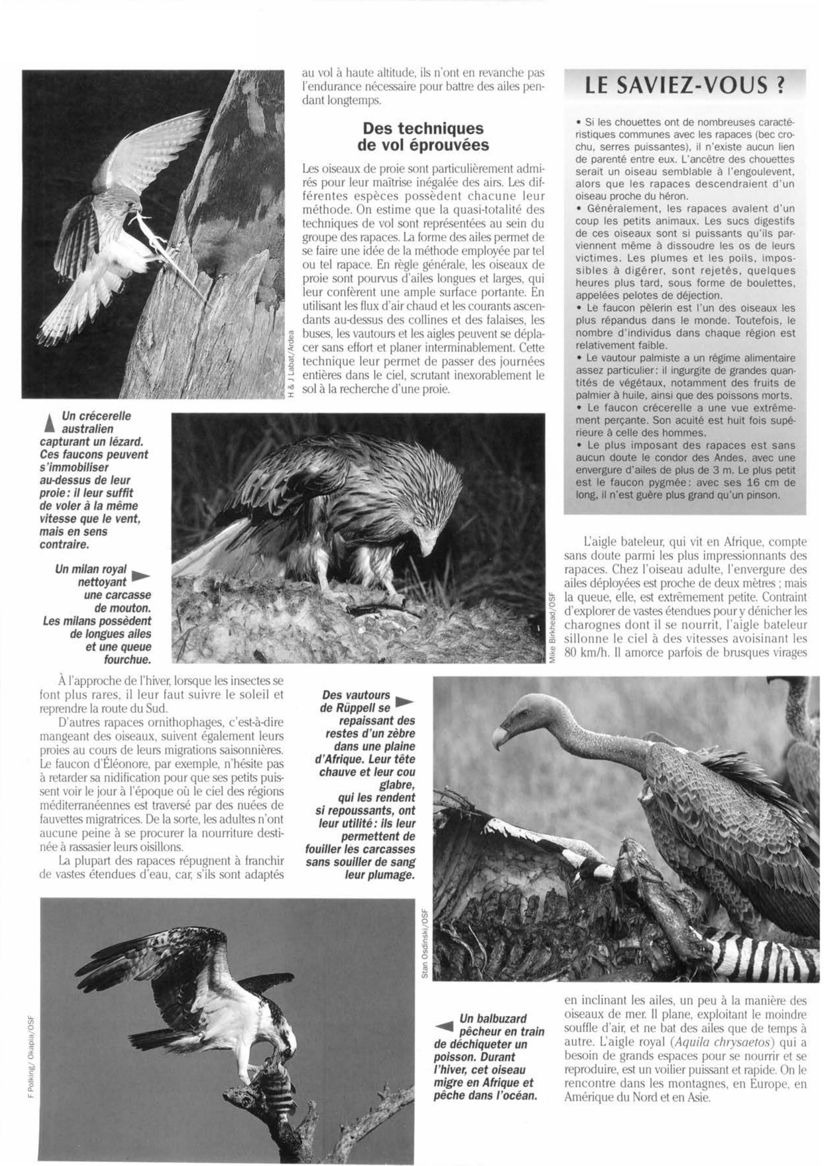 Prévisualisation du document Les Oiseaux de proie