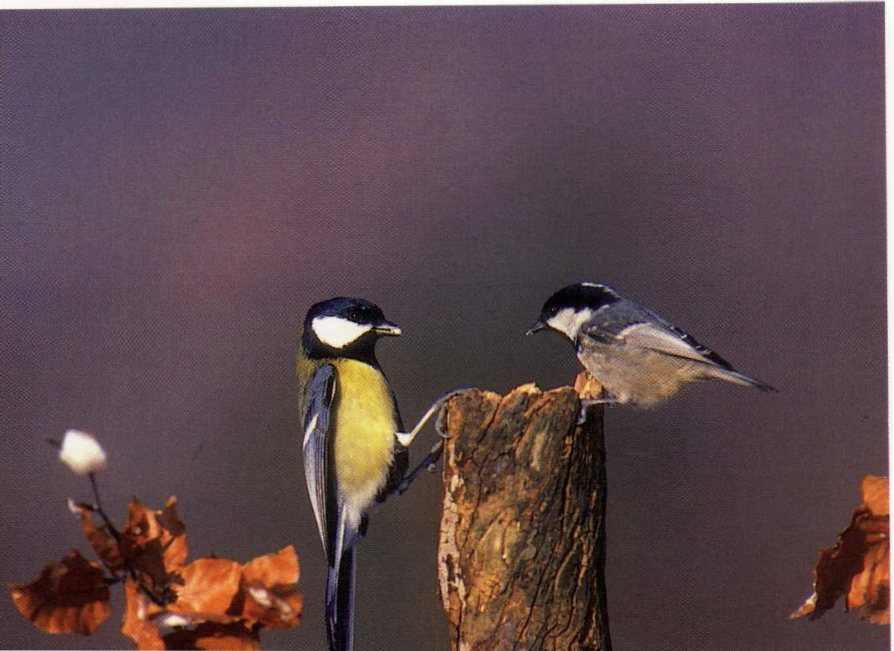 Prévisualisation du document Les oiseaux, des vandales ?