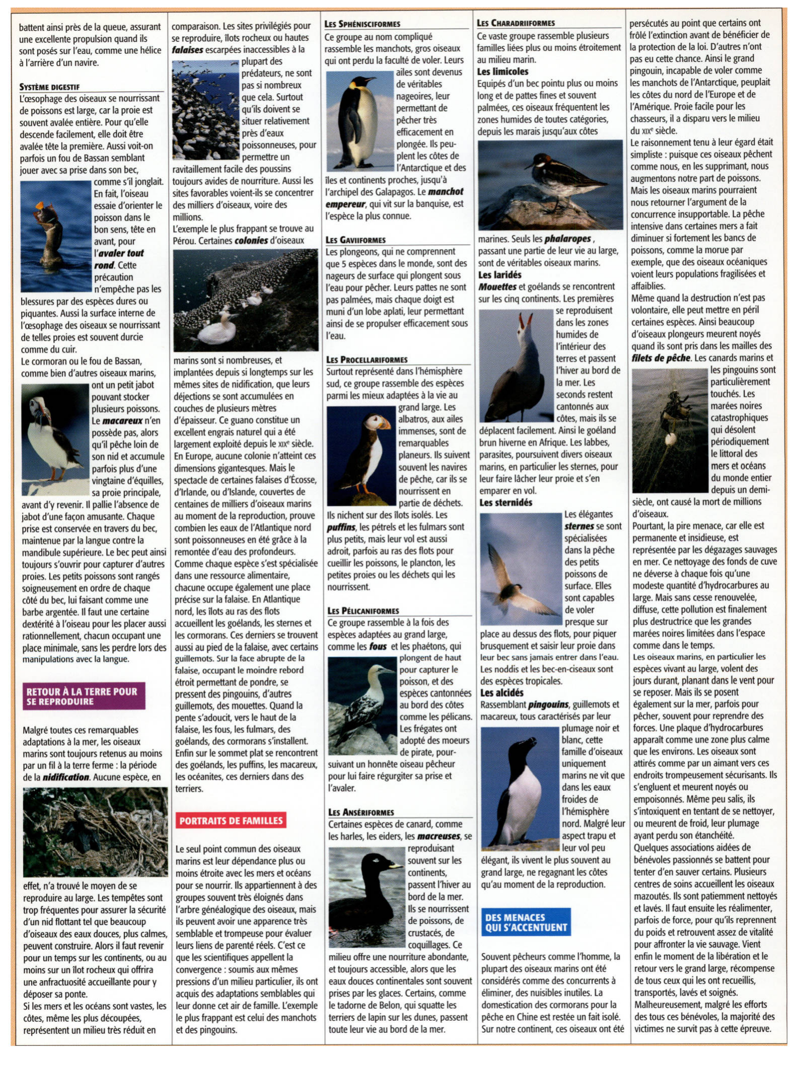 Prévisualisation du document Les oiseaux marins