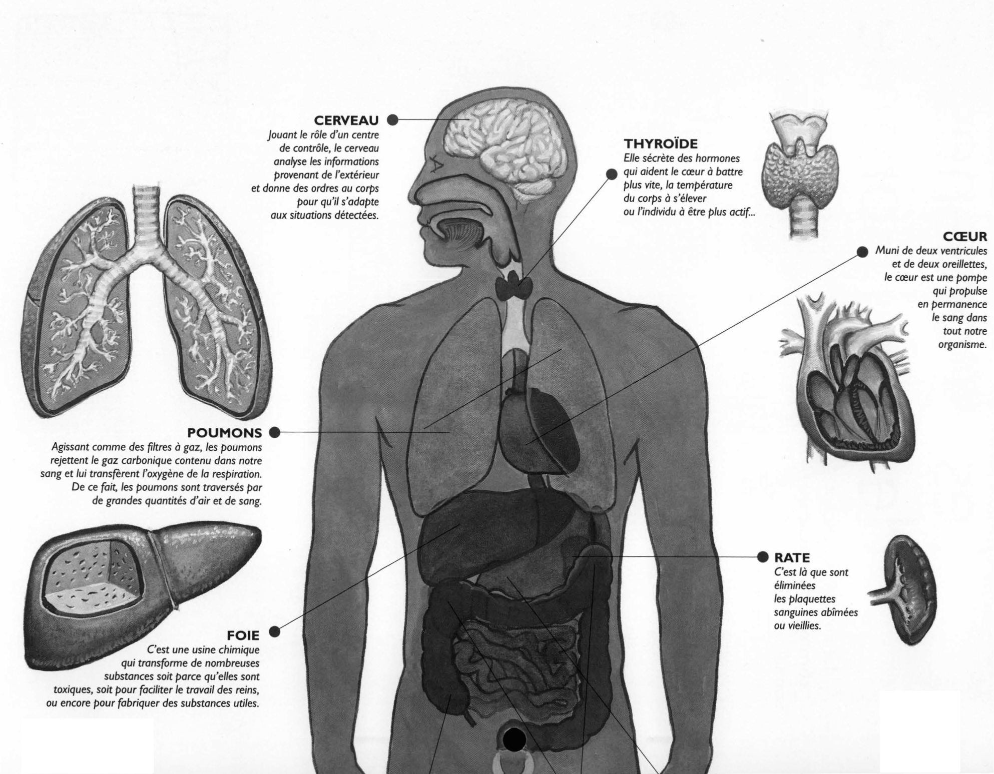 Prévisualisation du document Les organes du corps humain