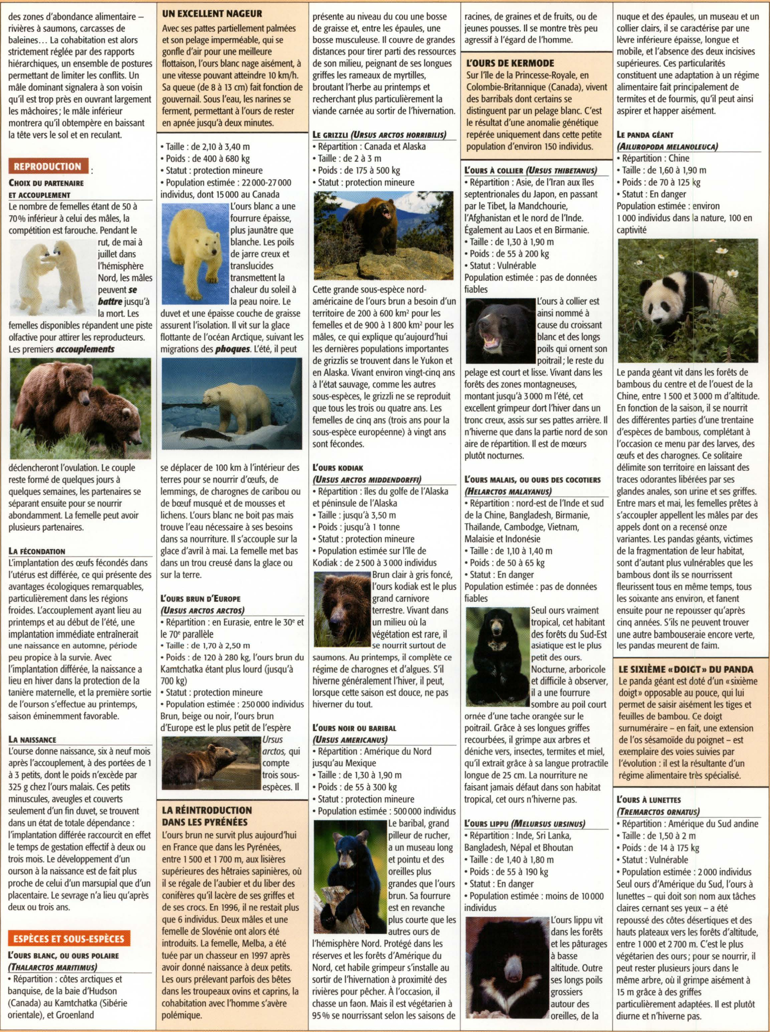 Prévisualisation du document Les ours (Exposé – SVT – Collège/Lycée)