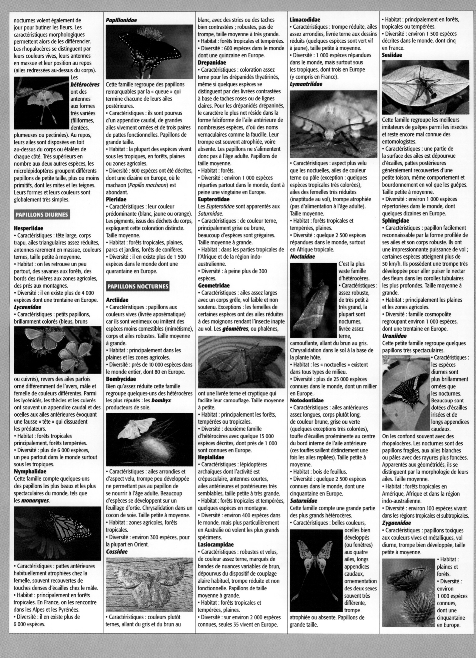 Prévisualisation du document Les papillons